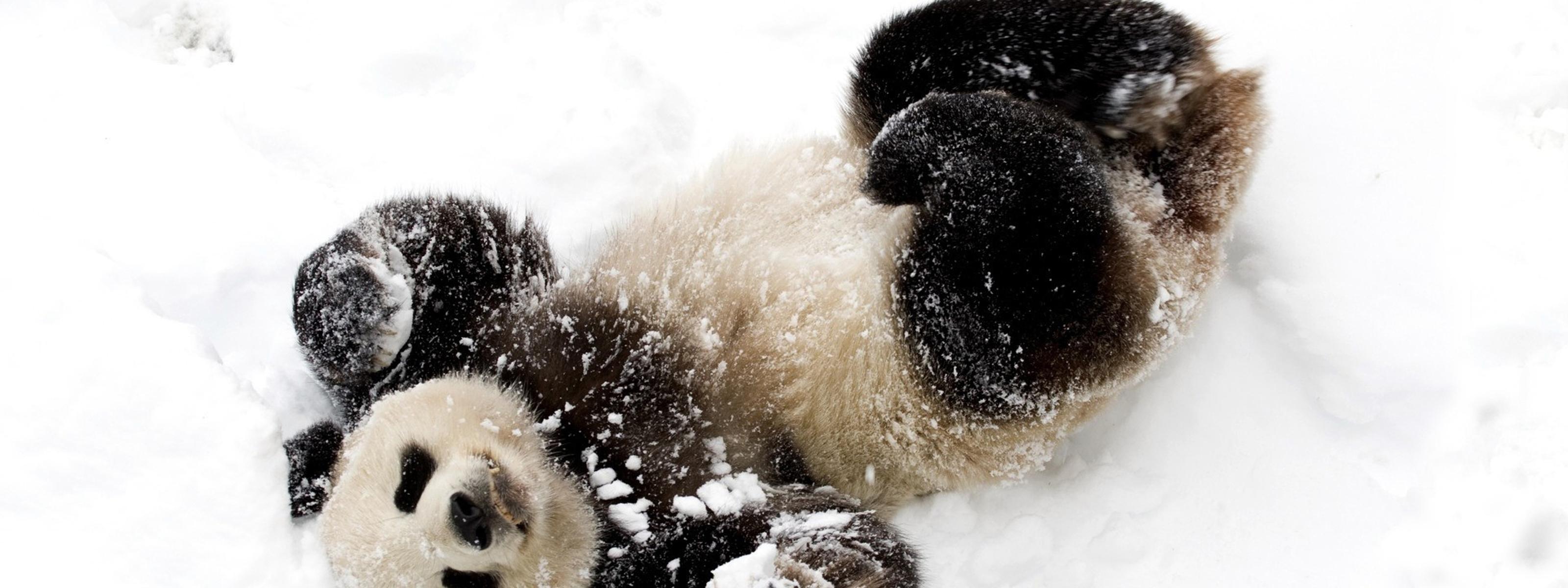 Cute baby panda bear in snow and black image