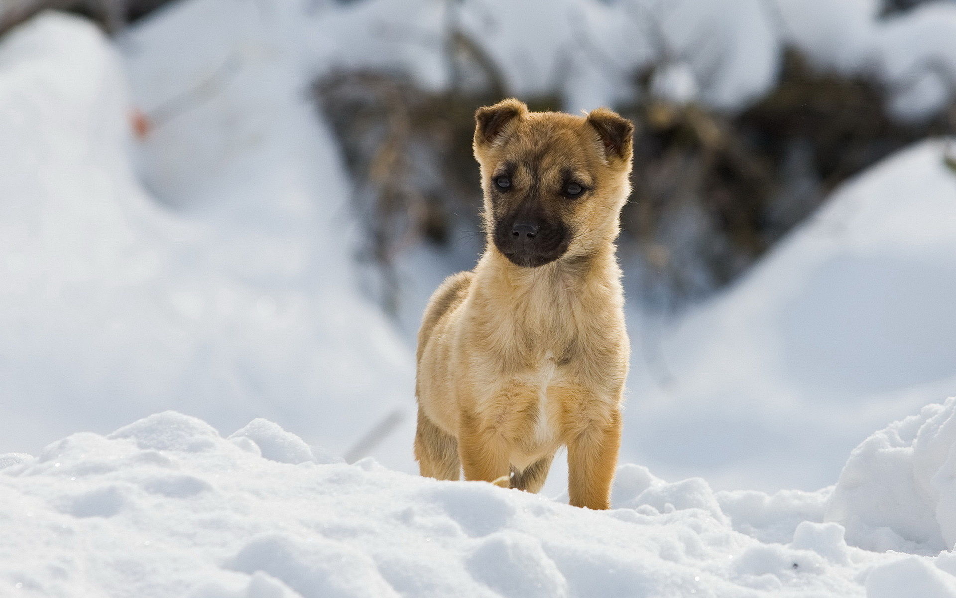Cute puppy in the snow. Watch free HD photo of the most beautiful dogs. Puppy