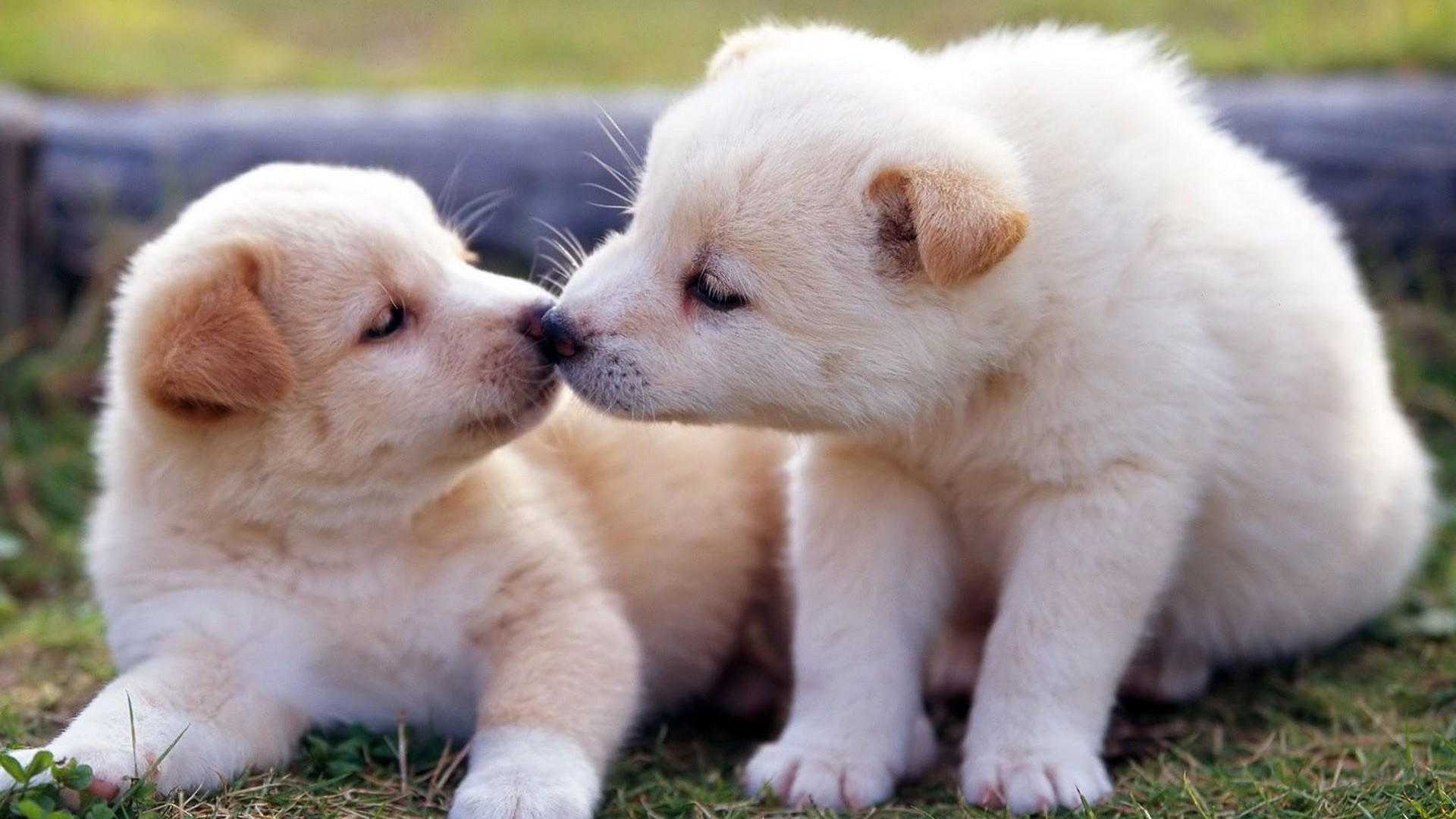 Cute Puppies Picture HD Wallpaper Live Wallpaper HD