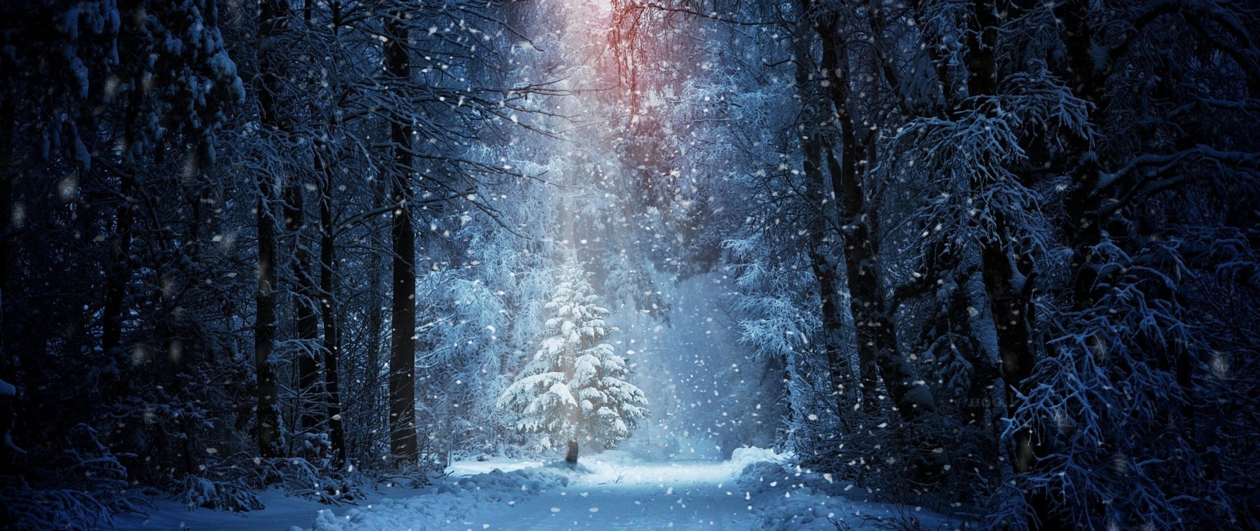 Forest Winter Snow 2560x1080 Resolution HD 4k Wallpaper, Image, Background, Photo and Picture