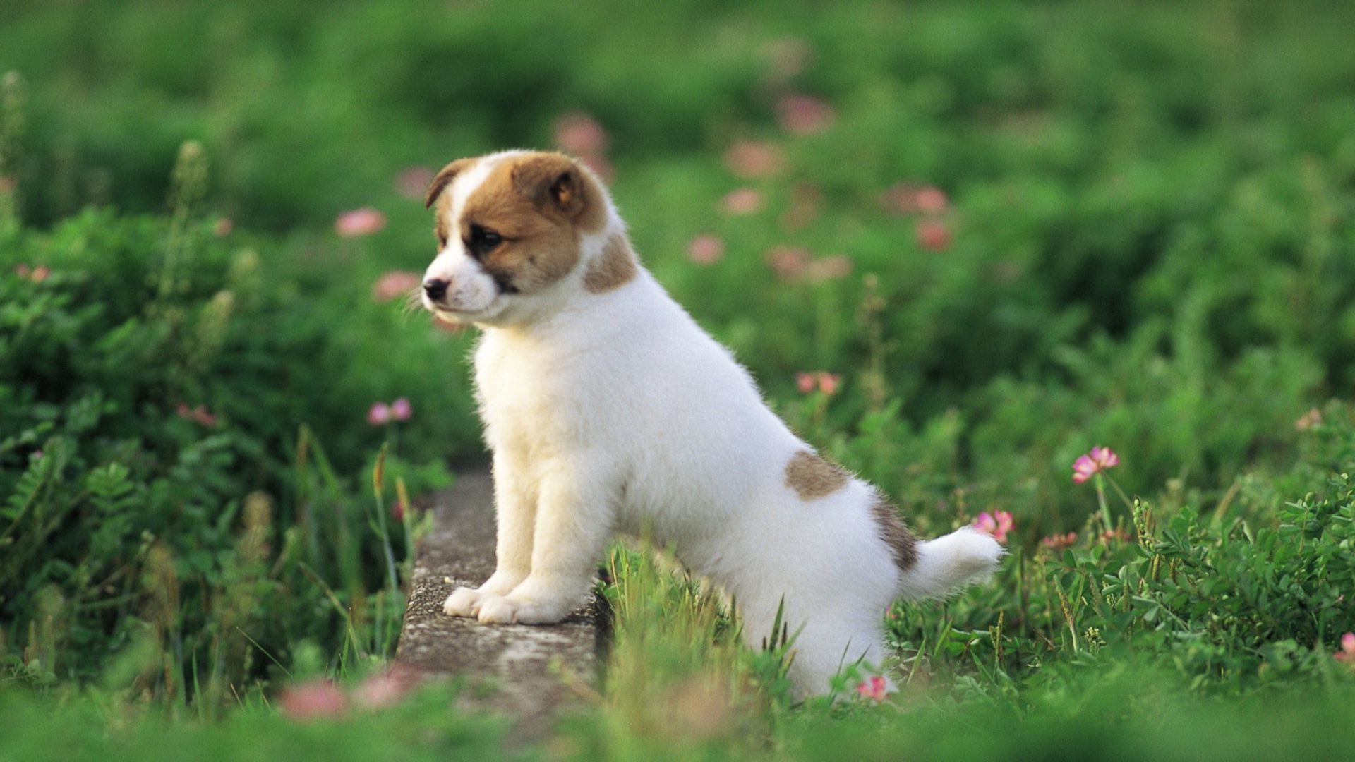 Wallpaper HD Cute Puppies Live Wallpaper HD