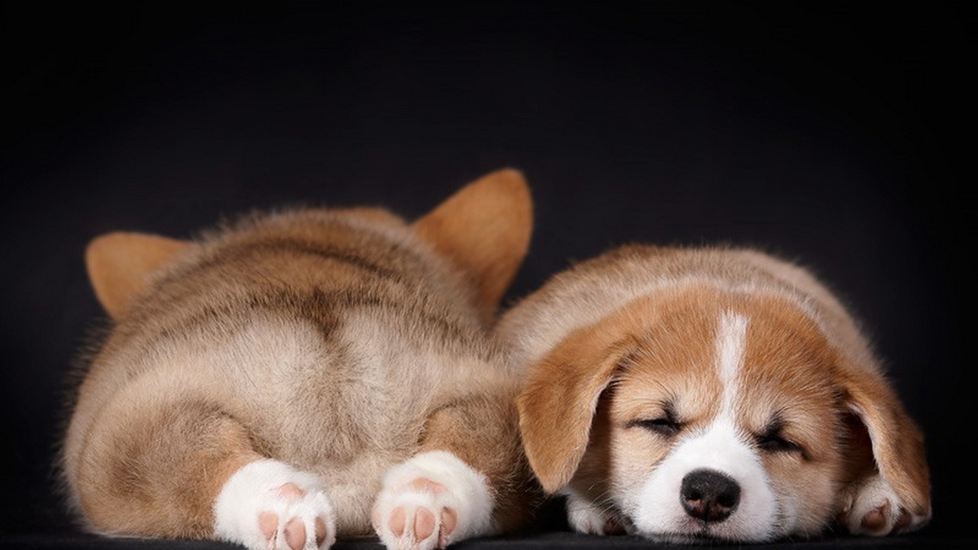 Picture Of Puppies Wallpaper For Desktop Cute Wallpaper