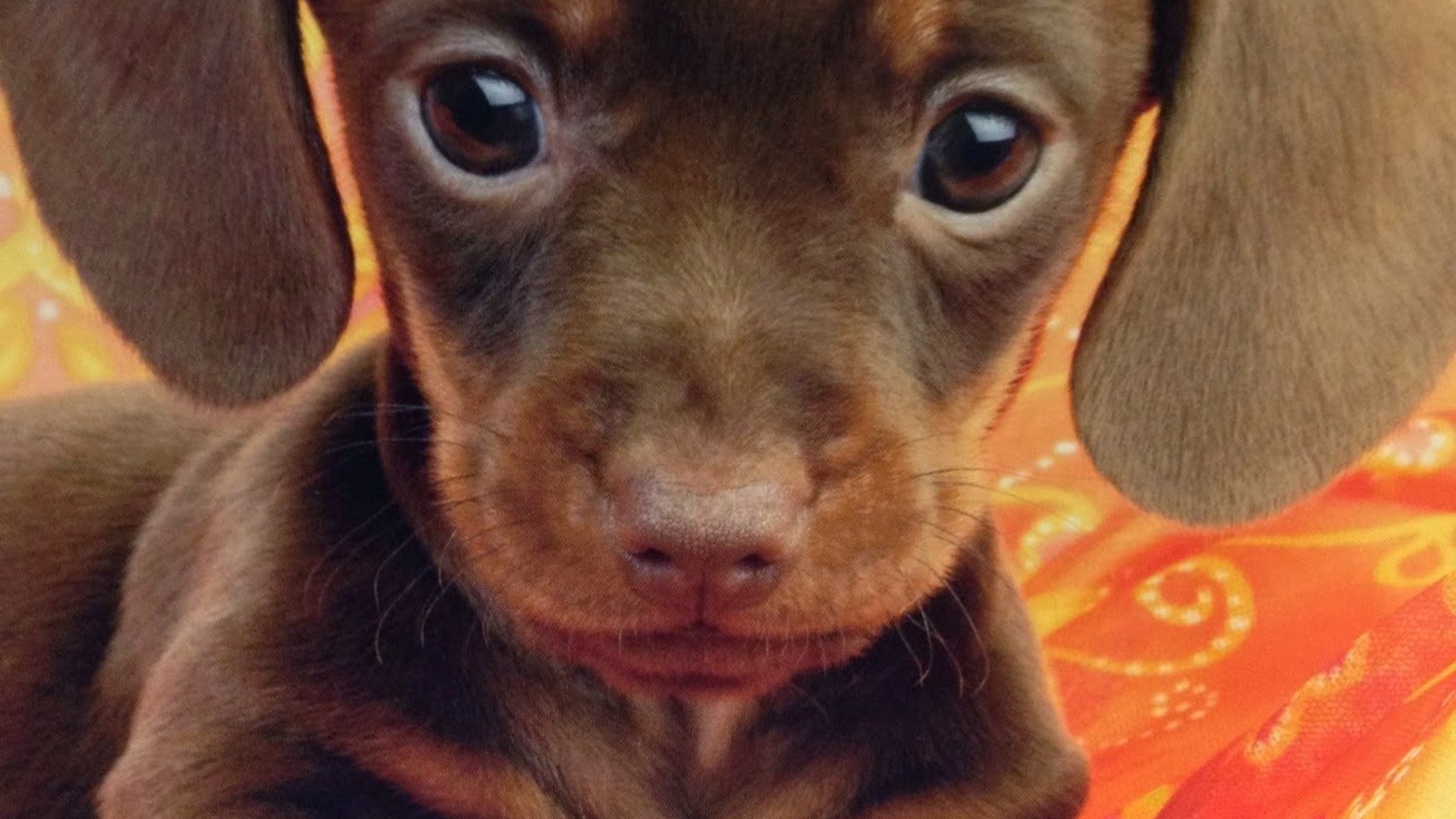 Wallpaper Puppy Desktop Cute Wallpaper