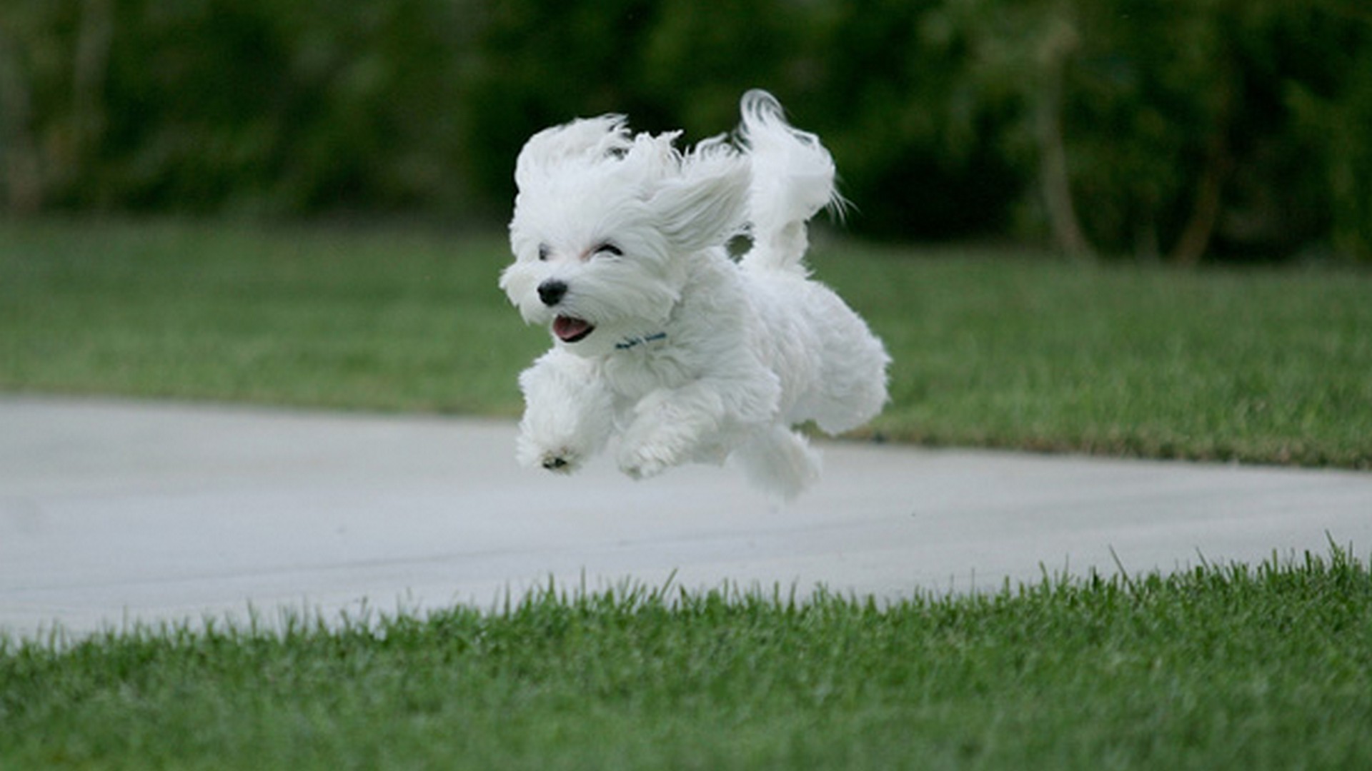 HD Wallpaper Cute Puppies Live Wallpaper HD
