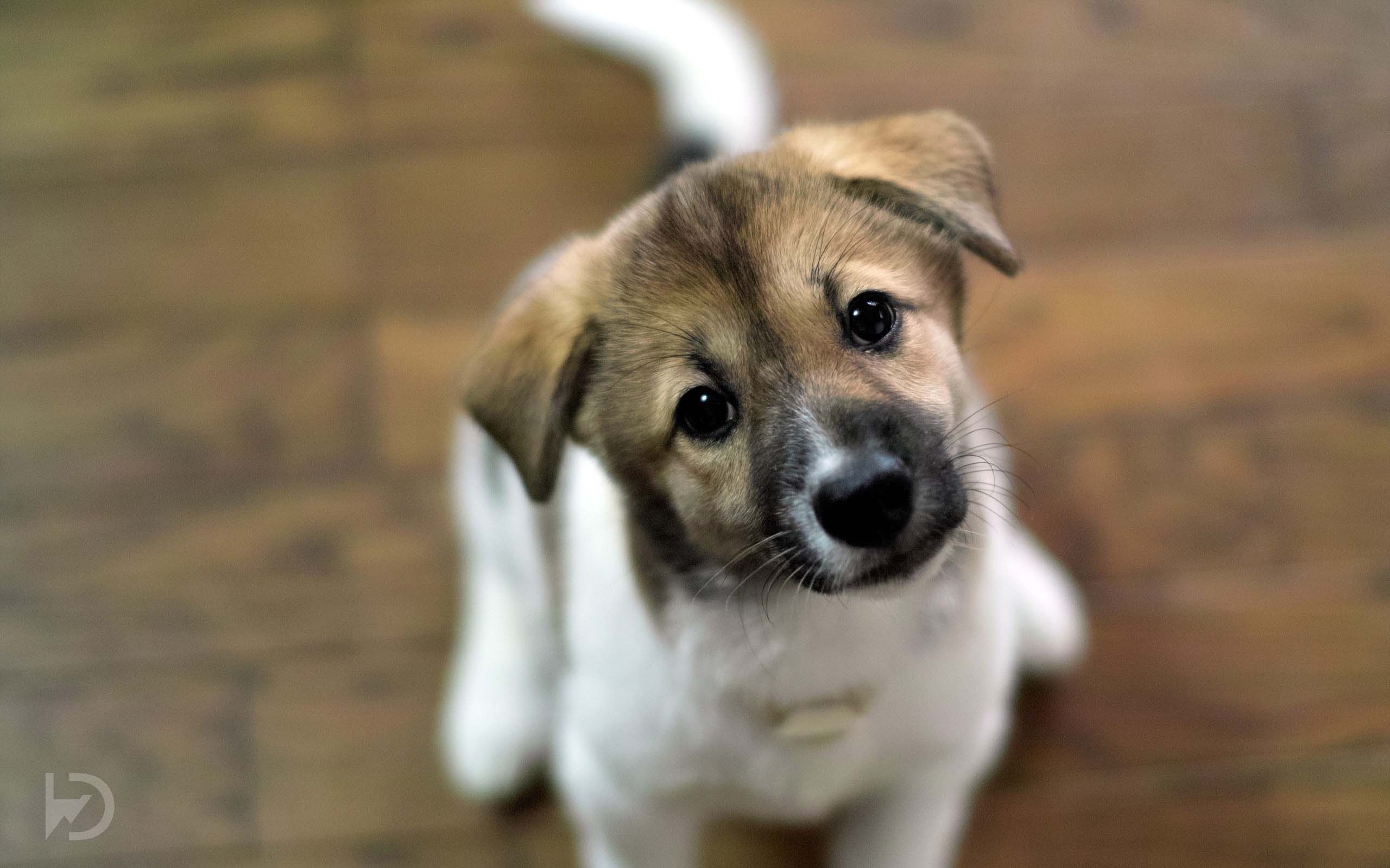 Free download Cute dogs wallpaper Cute puppies HD wallpaper [2560x1600] for your Desktop, Mobile & Tablet. Explore Cute Puppy Wallpaper HD. Cute Puppies Wallpaper for Desktop, Cute Puppies and