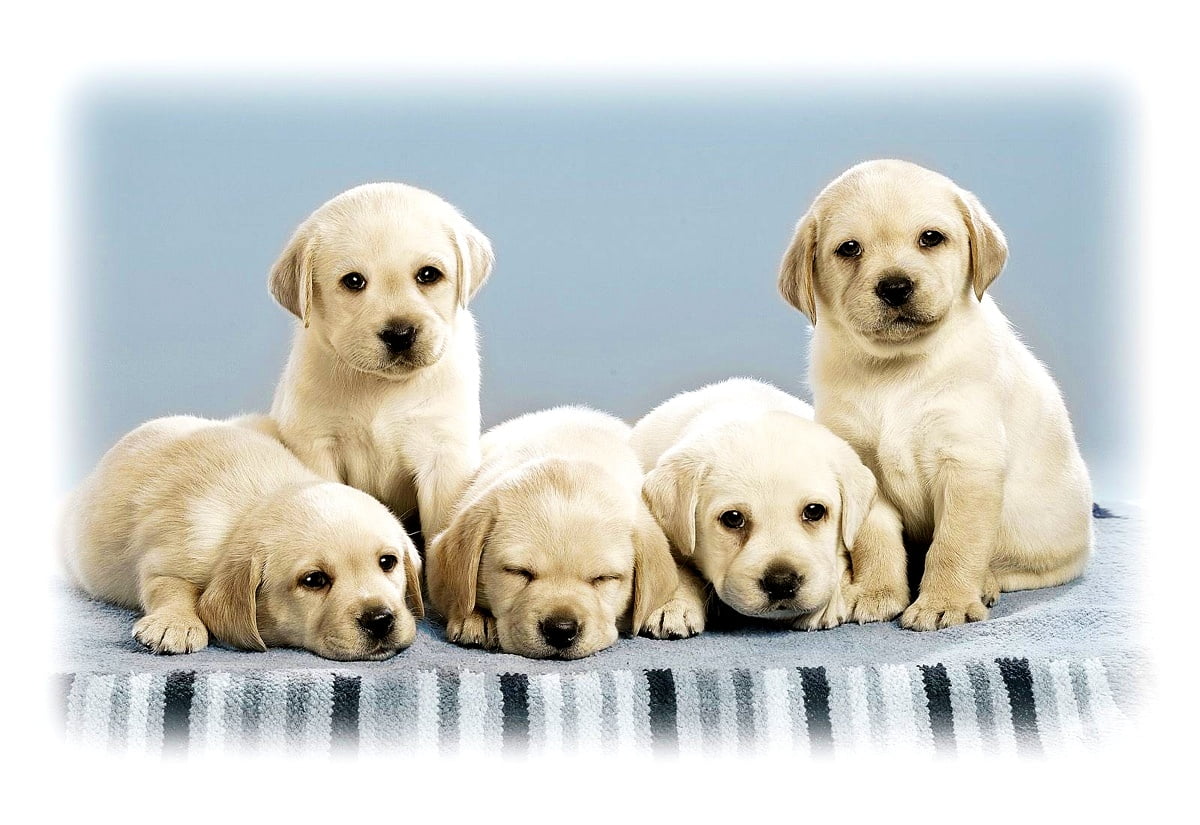 Aesthetic Puppies, Dogs, Labrador Retriever image. Best Free pics