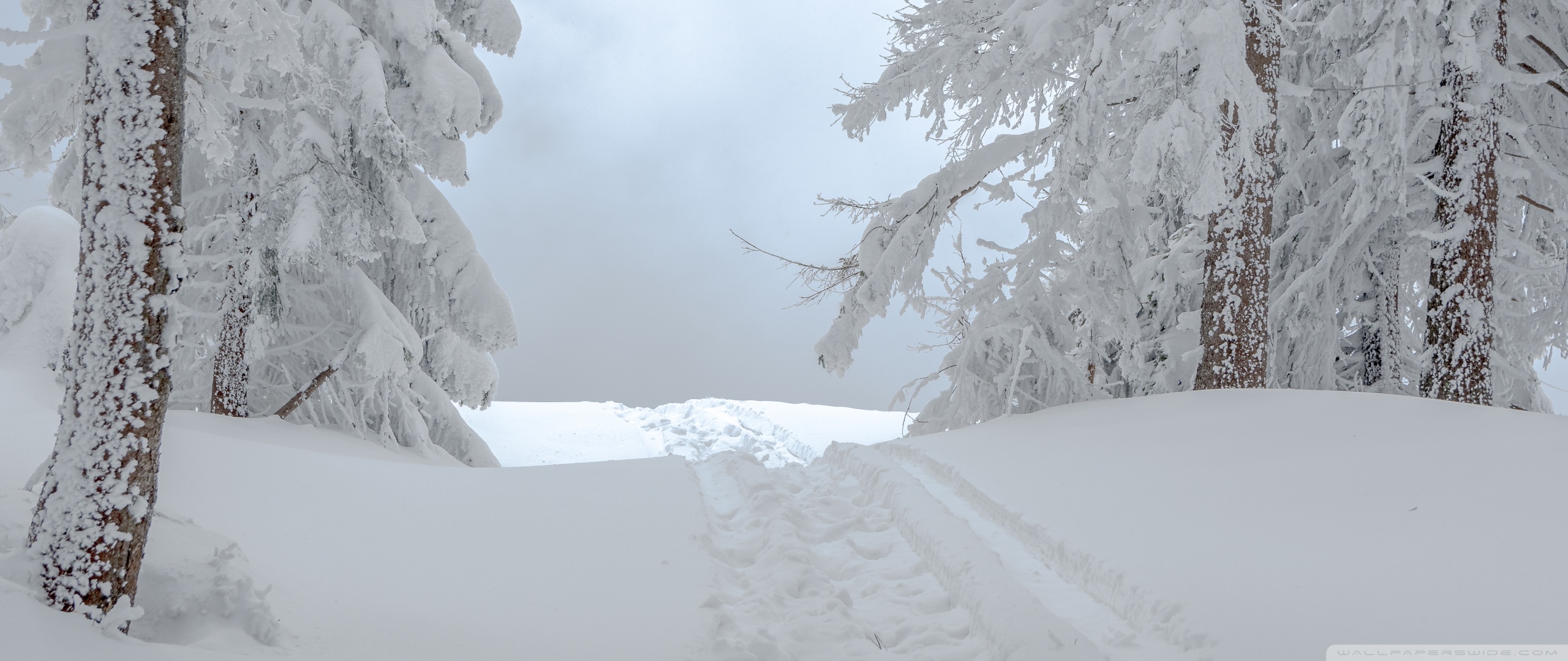 White Winter Snow Scene Ultra HD Desktop Background Wallpaper for 4K UHD TV, Widescreen & UltraWide Desktop & Laptop, Tablet