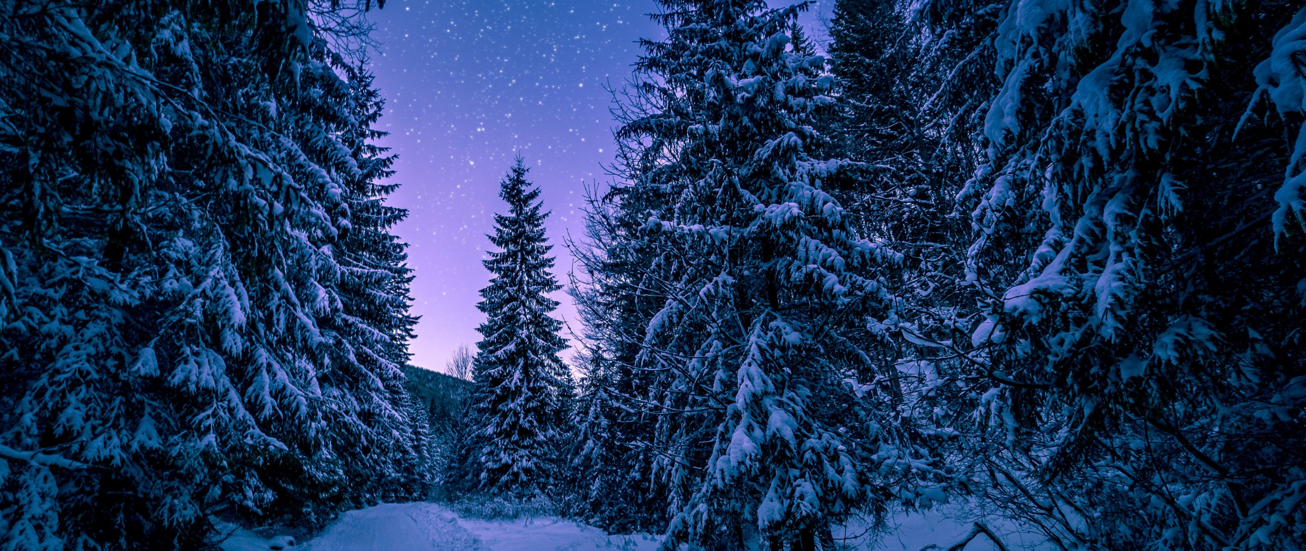 Download forest, trees, night, winter 2560x1080 wallpaper, dual wide 2560x1080 HD image, background, 4117