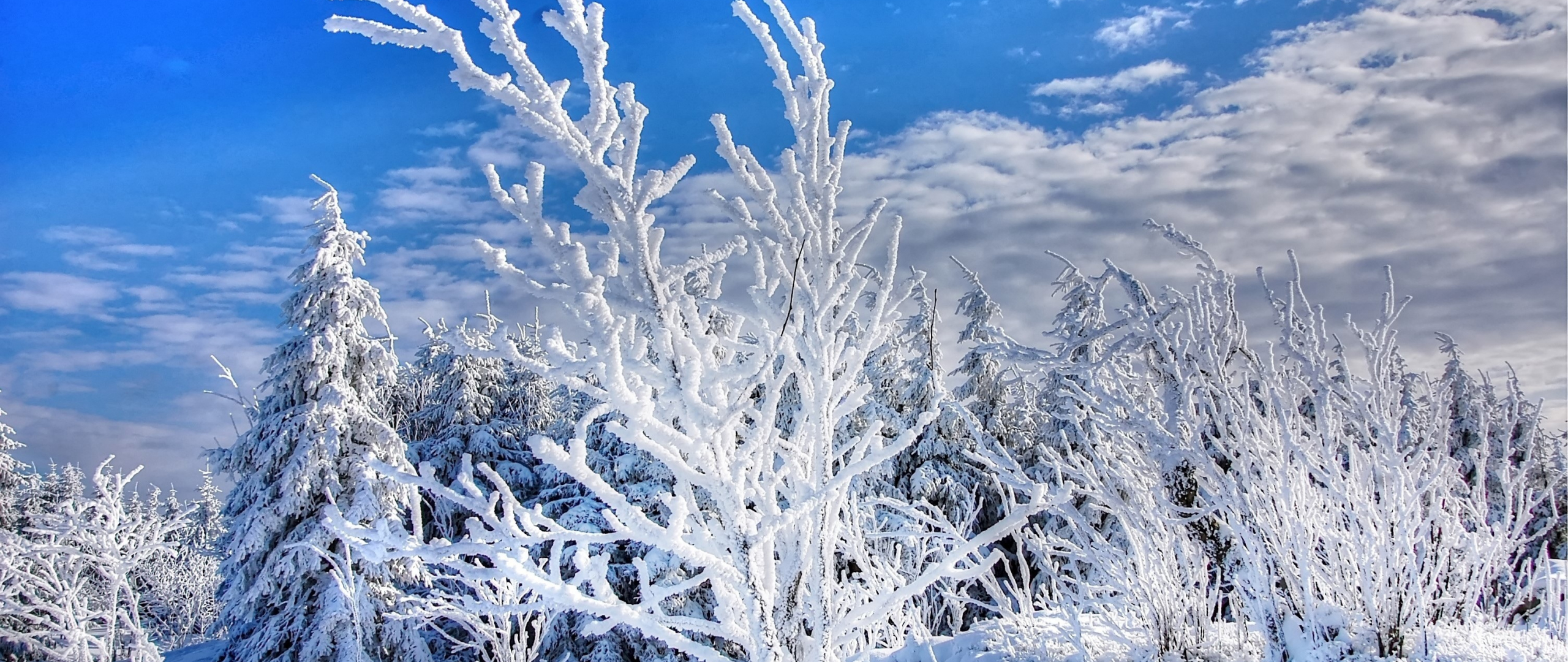 Download winter, snowy layer, trees, forest 2560x1080 wallpaper, dual wide 2560x1080 HD image, background, 2761