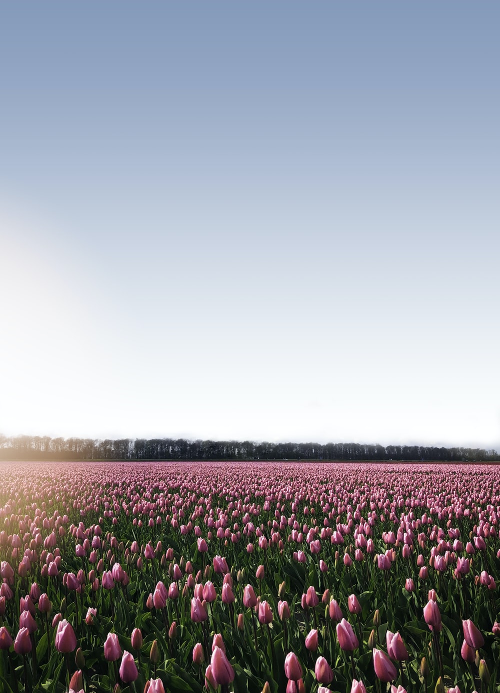 Tulip Field Picture. Download Free Image