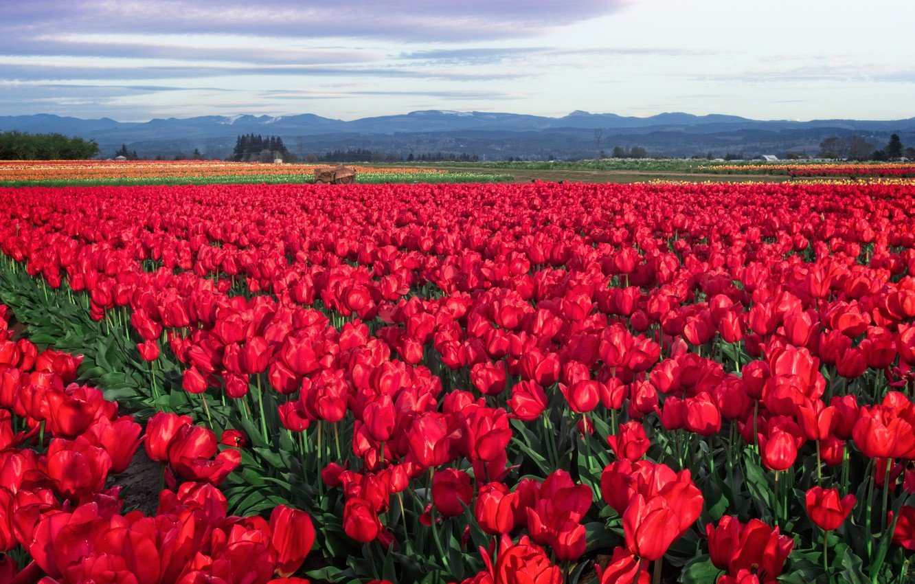 Tulips Plantation Wallpapers - Wallpaper Cave