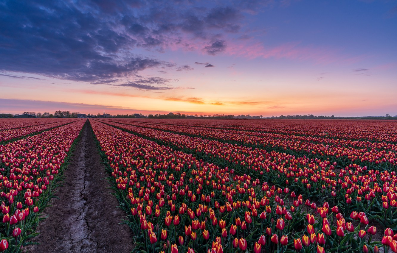 Wallpaper field, flowers, dawn, morning, tulips, Netherlands, buds, a lot, plantation image for desktop, section пейзажи