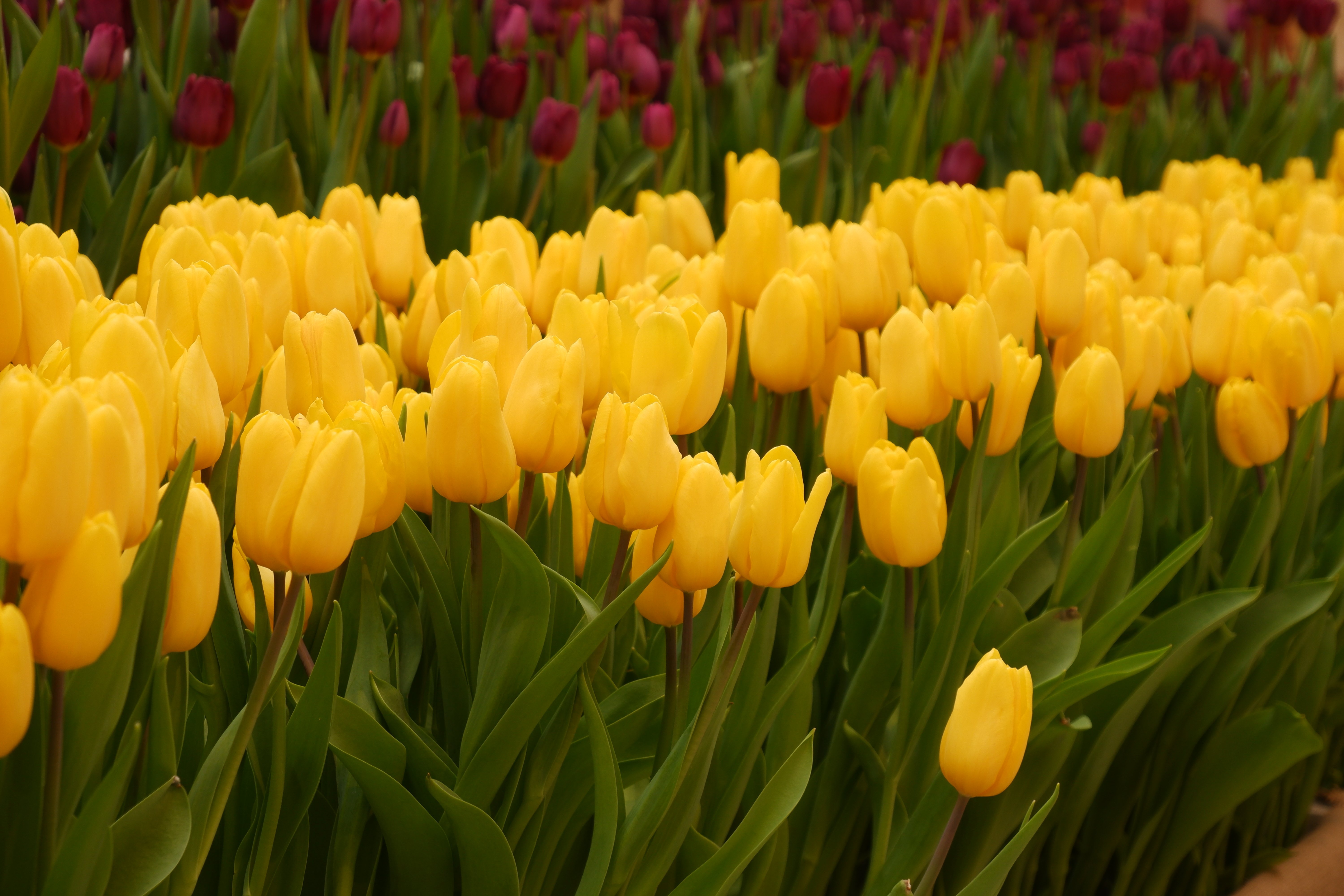 Tulips Plantation Wallpapers - Wallpaper Cave