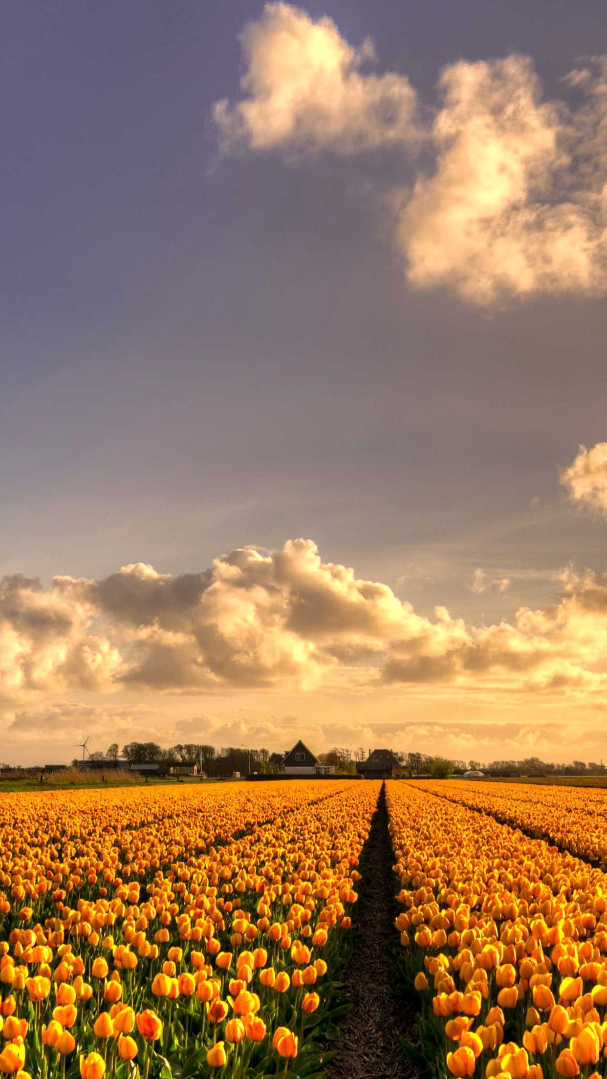 iPhone Wallpaper Garden yellow tulip flowers wallpaper HD. HD flower wallpaper, Flower wallpaper, Tulips flowers