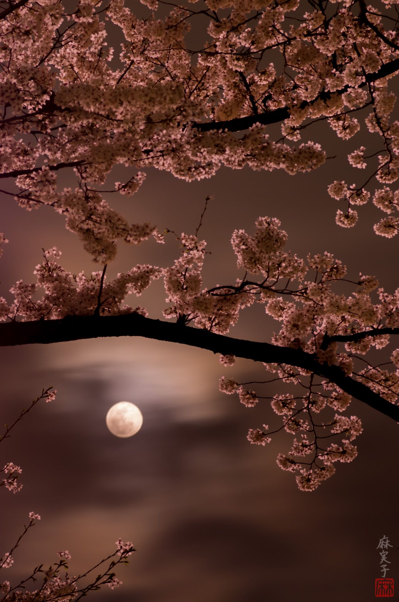 Cherry blossoms and the moon. Photograph by Mamiko Irie. Beautiful moon, Shoot the moon, Nature