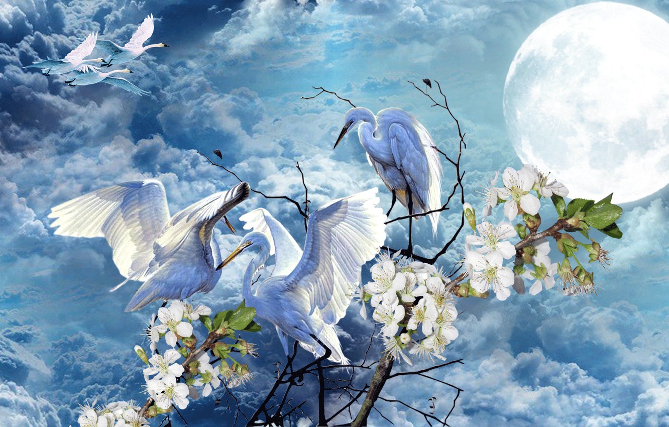 Wallpaper the sky, flowers, the moon, Spring, swans, storks image for desktop, section арт