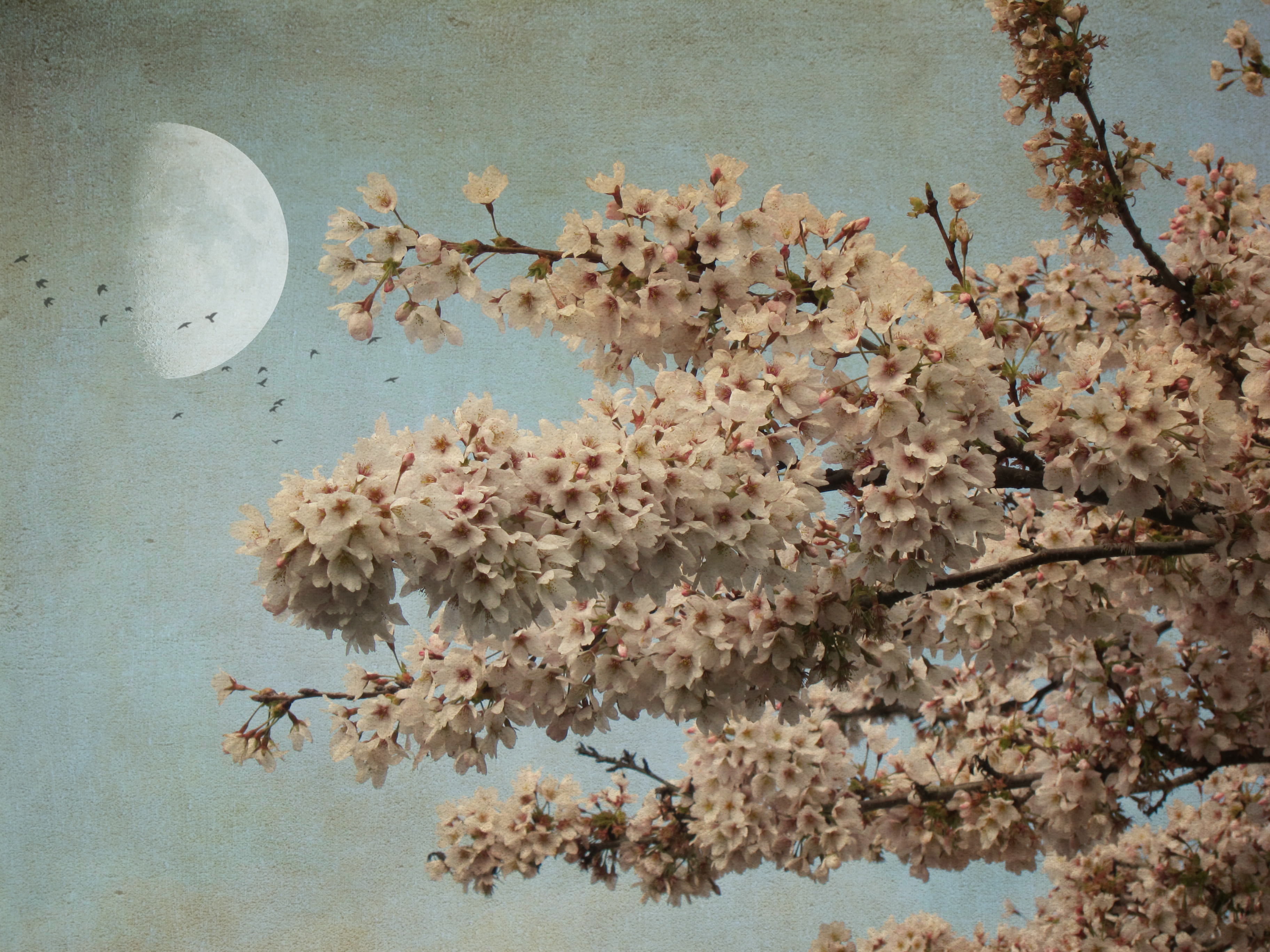 Wallpaper, sakura, spring, blossom, Moon, pink, cherryblossom, victoriabc, sakurahanami, Japanese, zen 3648x2736