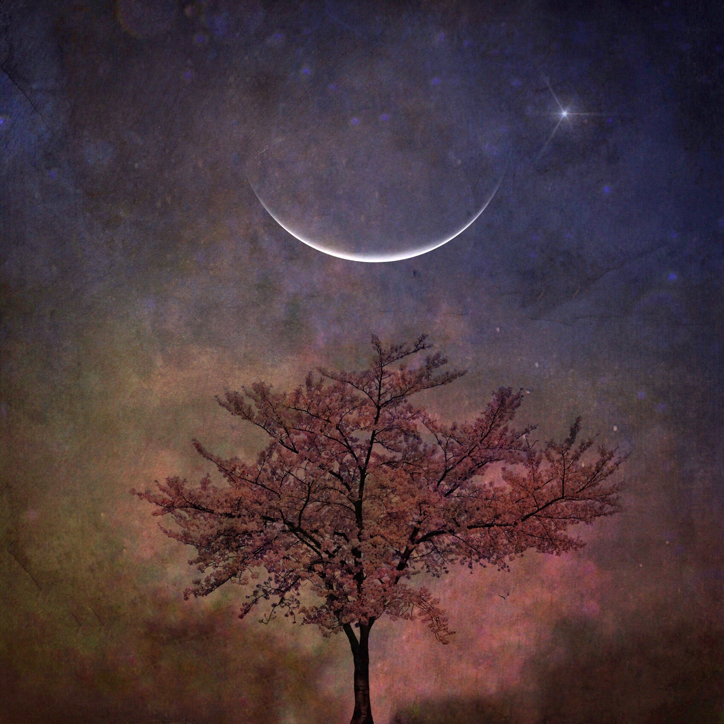 Aries New Moon photo PRINT fire surreal landscape spring home decor night sky astrology cosmic dark moody spiritual newmoon tree blossom. Night skies, Moon photo, New moon