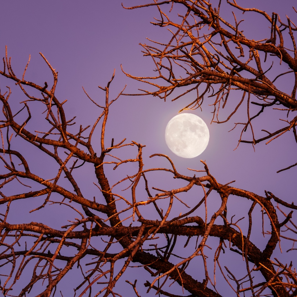 Twilight Moon Wallpaper 4K, Night, Tree Branches, Sky view, Aesthetic, 5K, Photography