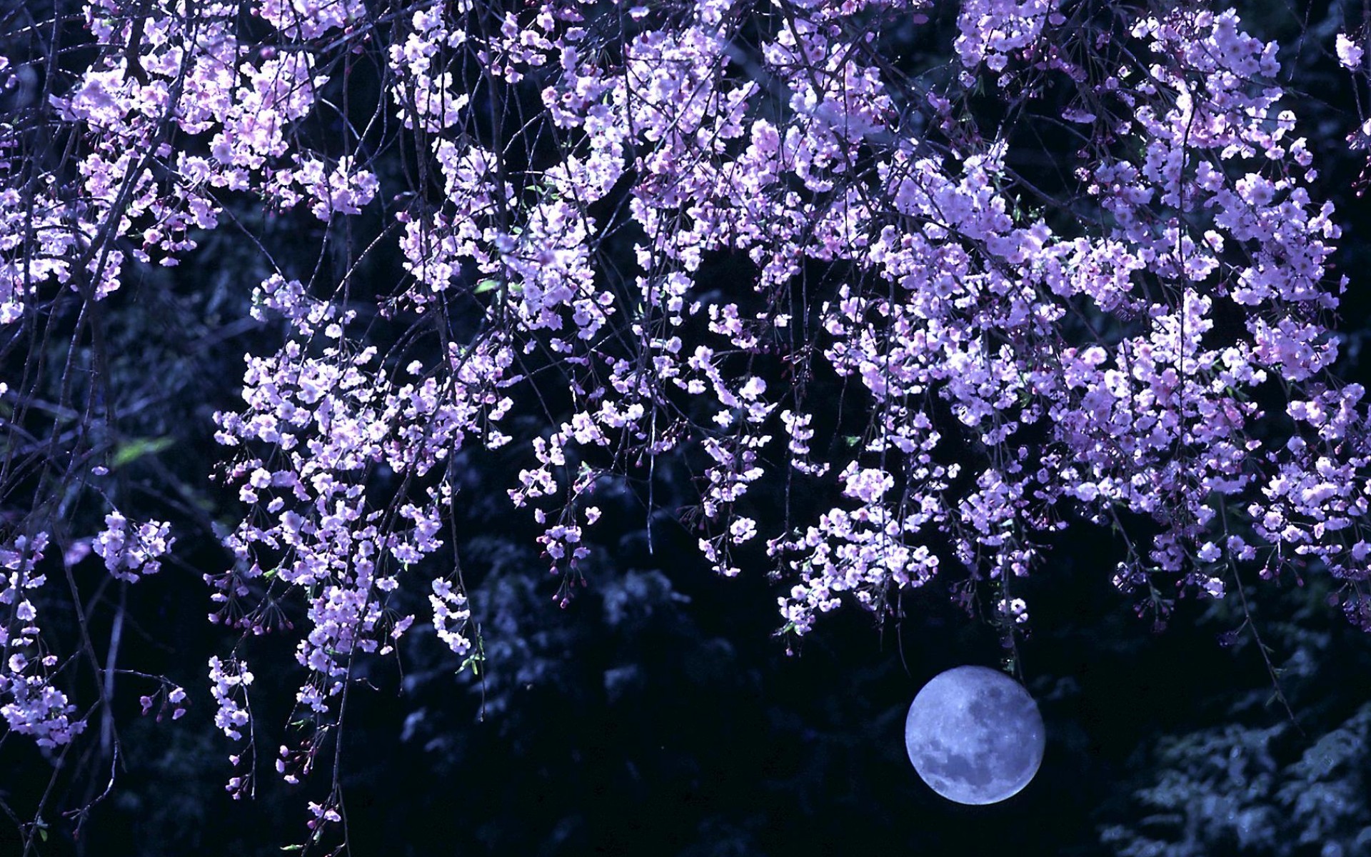 Cherry Blossom Moon wallpaper