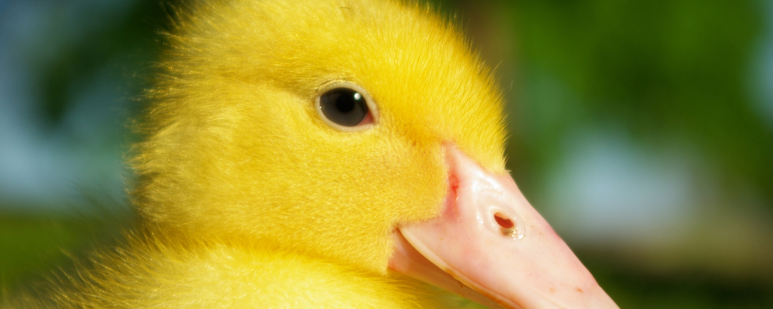 Desktop Wallpaper Yellow Duck, Young Bird, Duckling, Beak, HD Image, Picture, Background, 5bszqt