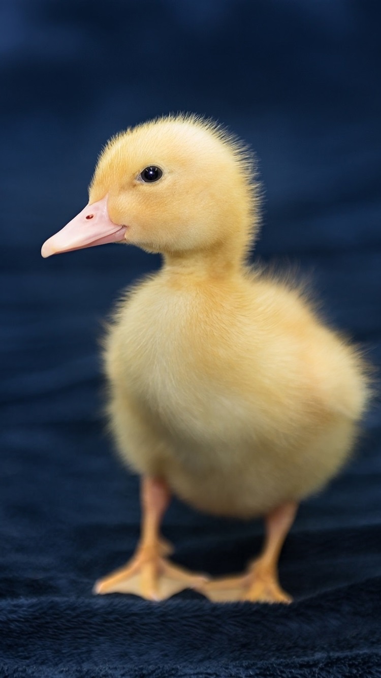 Yellow Duck Baby, Blue Cloth 750x1334 IPhone 8 7 6 6S Wallpaper, Background, Picture, Image