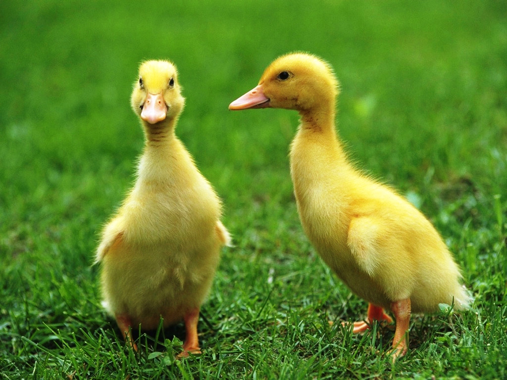 Cute Yellow Ducks On Grass Wallpaper Free Download
