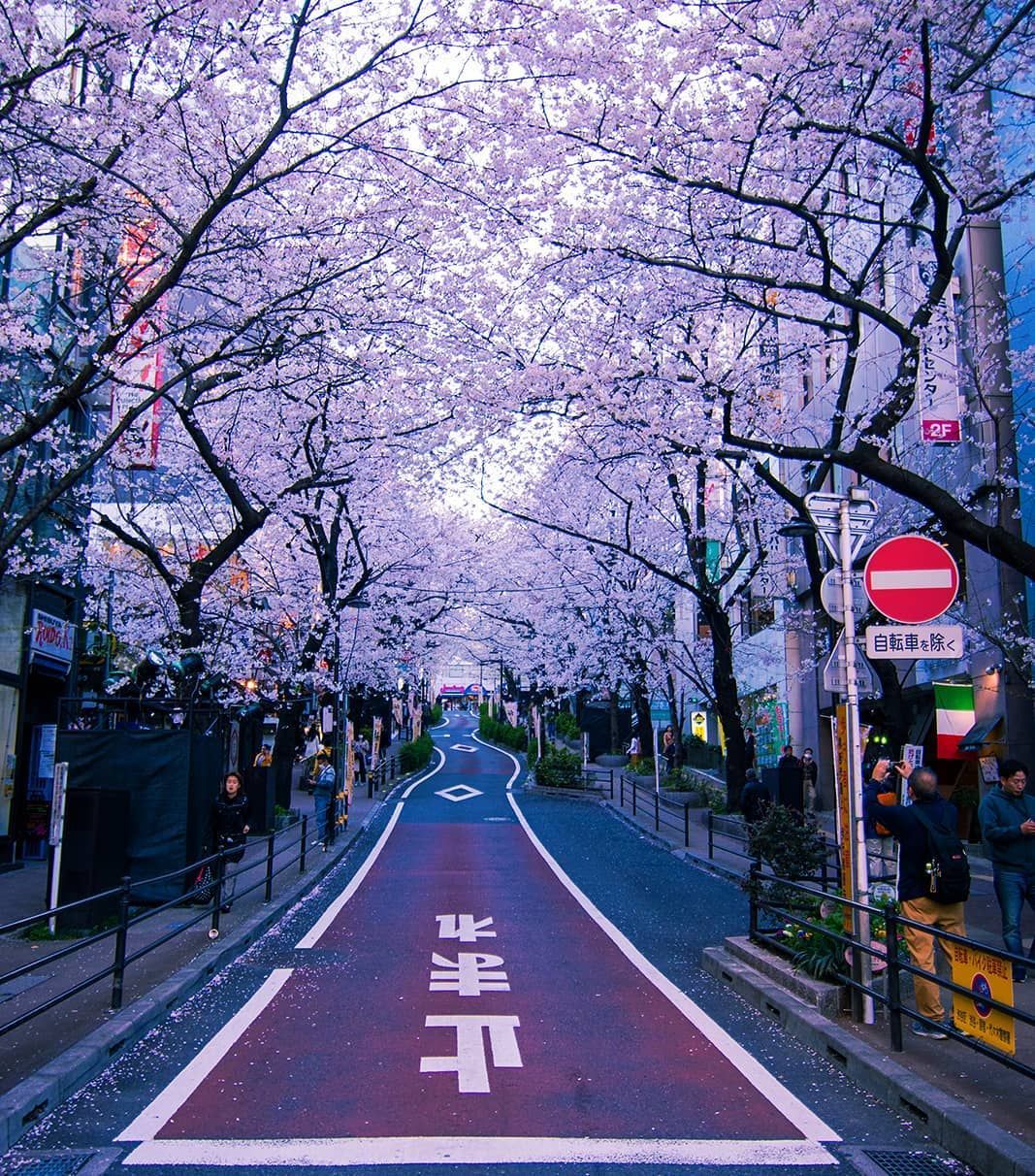 Sakura Street Wallpapers - Wallpaper Cave