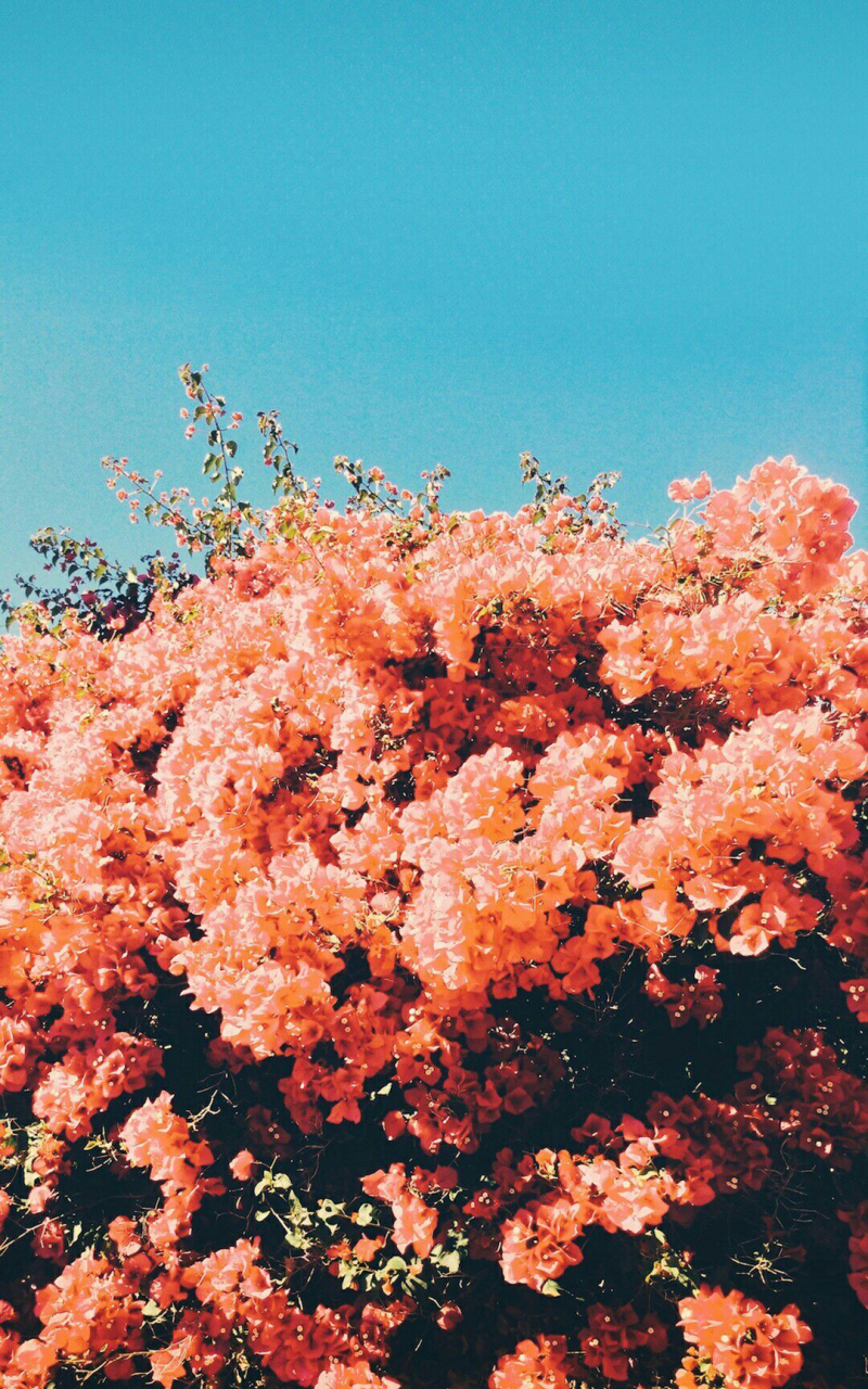 Free download For Covers] Picture wall Picture collage wall Photo [1080x1920] for your Desktop, Mobile & Tablet. Explore Aesthetic Spring Wallpaper. Aesthetic Wallpaper, Aesthetic Wallpaper, Cute Aesthetic Wallpaper