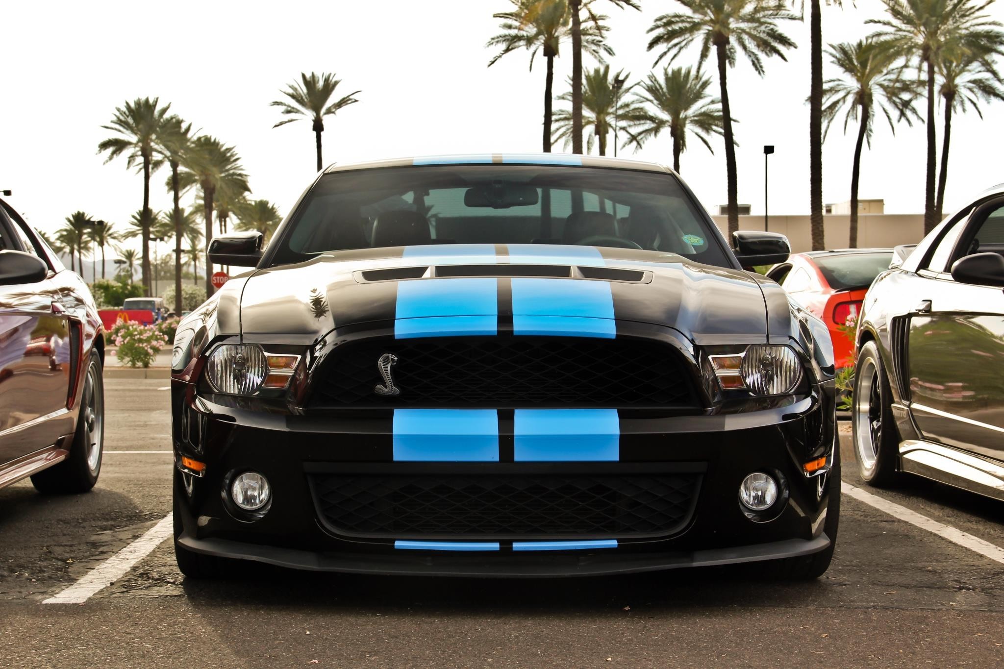 Ford Mustang, Muscle Cars, Blue Stripes, Black Paint, Shelby GT Wallpaper HD / Desktop and Mobile Background