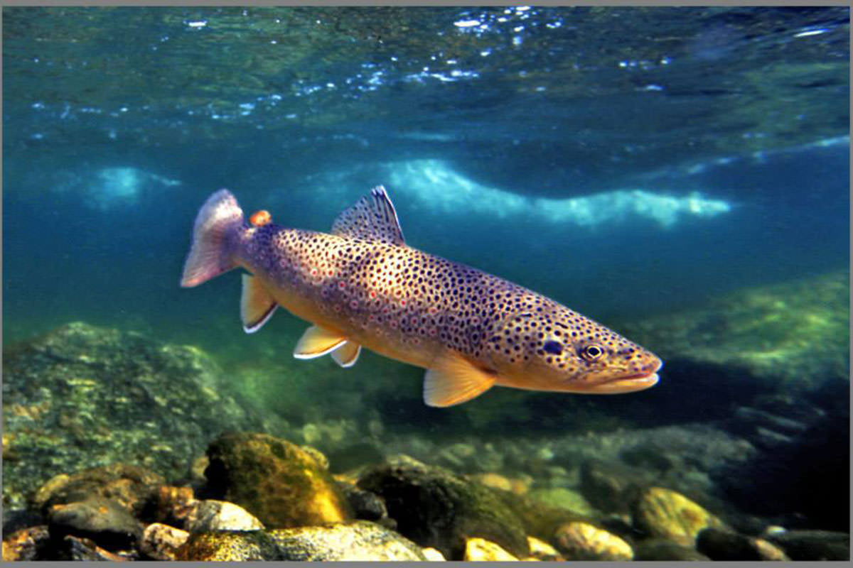 Brown Trout Wallpapers - Wallpaper Cave