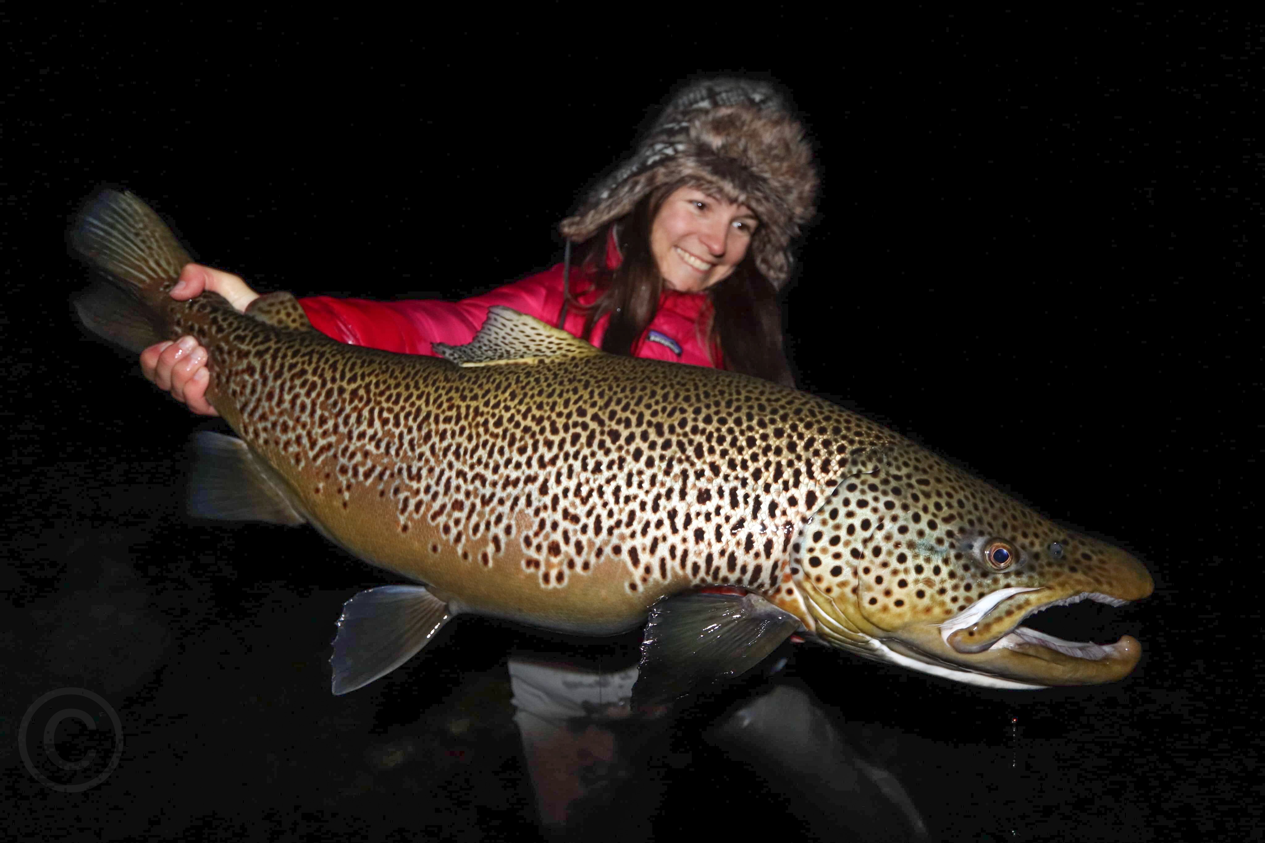 The Biggest Brown Trout in the World, Iceland