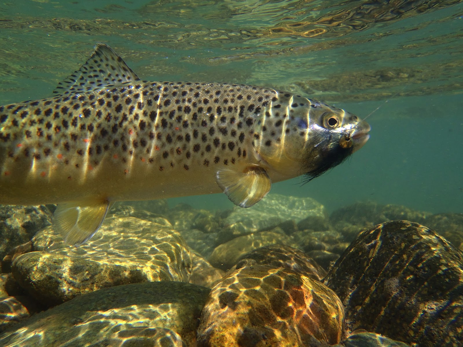 Free download Brown Trout Wallpaper The rivers brown trout go [1600x1200] for your Desktop, Mobile & Tablet. Explore Brown Trout Wallpaper. Brown Trout Wallpaper, HD Trout Wallpaper, Trout Wallpaper