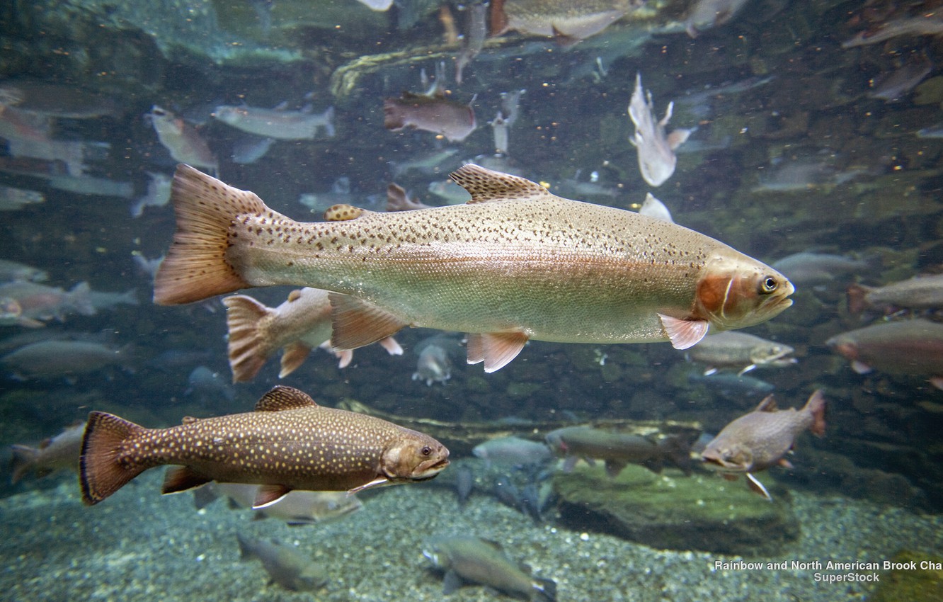 Brown Trout Wallpapers - Wallpaper Cave