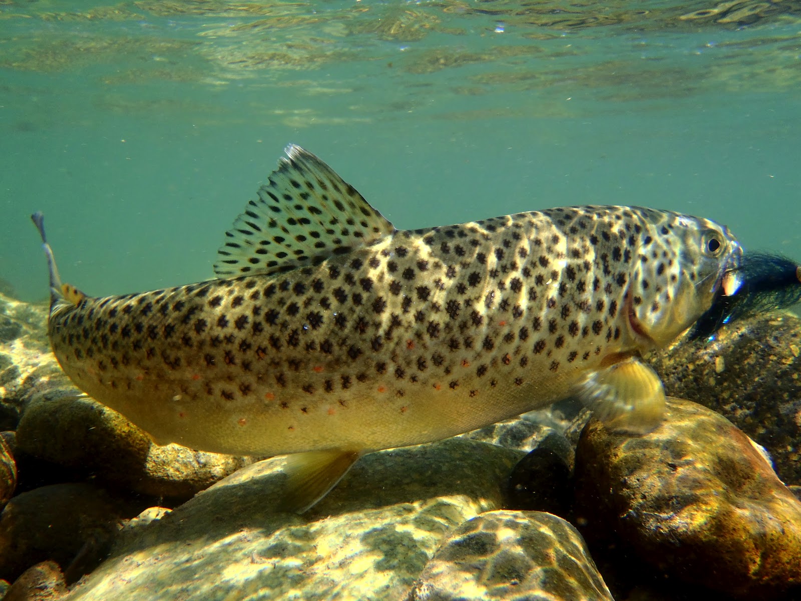 Brown Trout Wallpaper