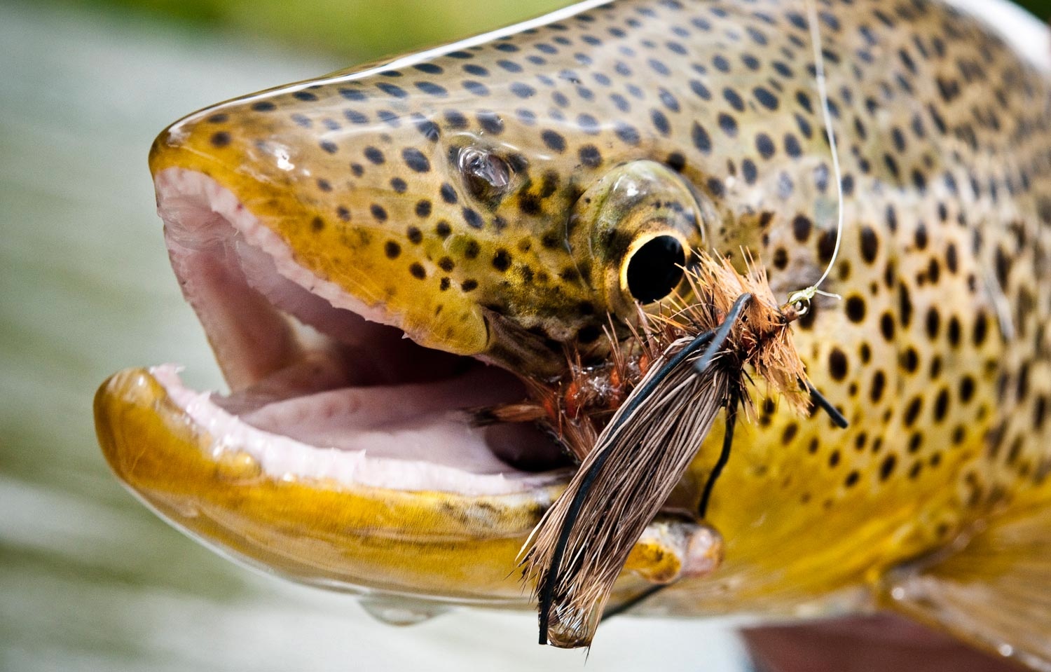 Fly Fishing for Brown Trout in the Summer and Early Fall. Fly Fishing. Gink and Gasoline. How to Fly Fish. Trout Fishing. Fly Tying. Fly Fishing Blog