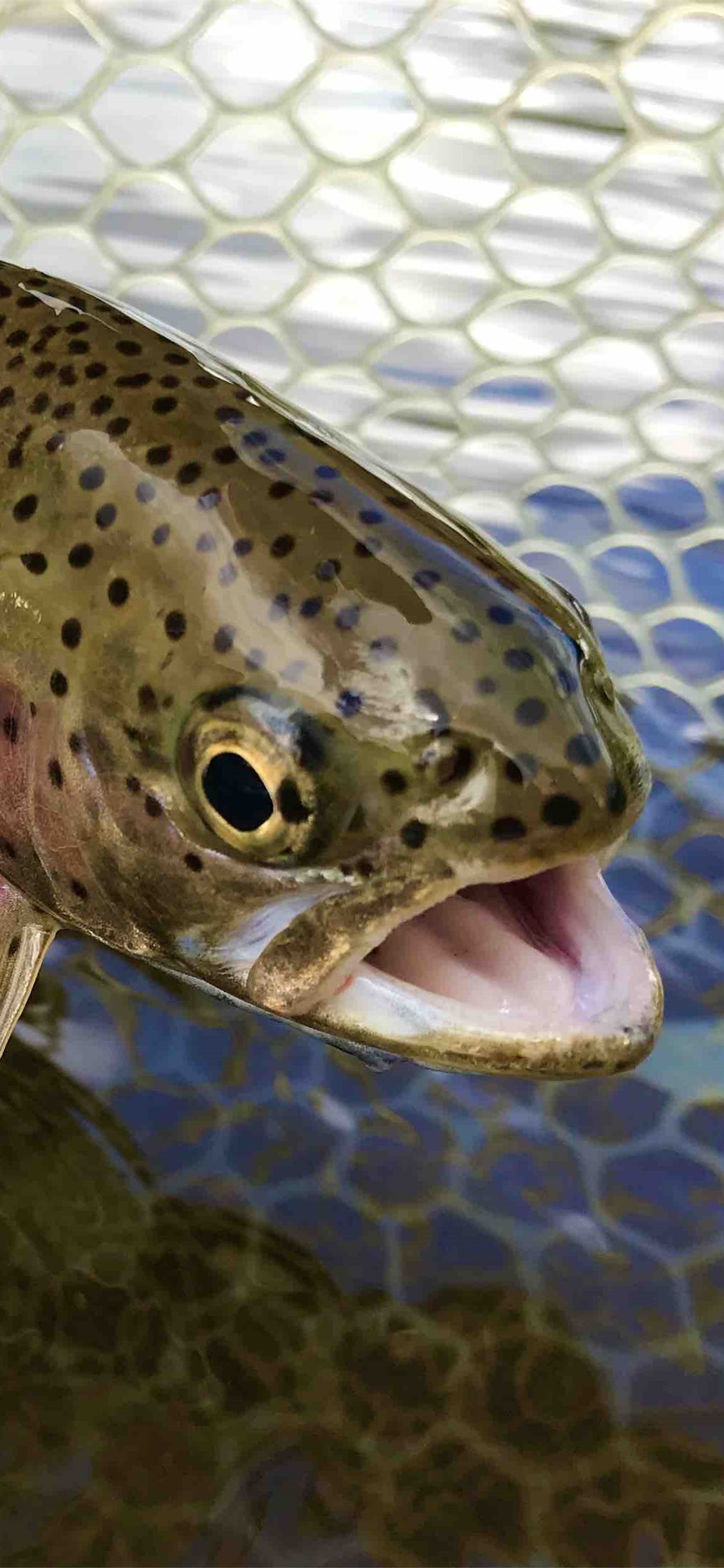 Best Rainbow trout iPhone HD Wallpaper
