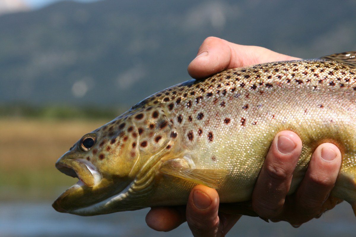 Free download Trout Fly Fishing Wallpaper Brown trout [1200x800] for your Desktop, Mobile & Tablet. Explore Trout Picture Wallpaper. Fly Fishing Picture Wallpaper, Rainbow Trout Wallpaper, Brook Trout Wallpaper