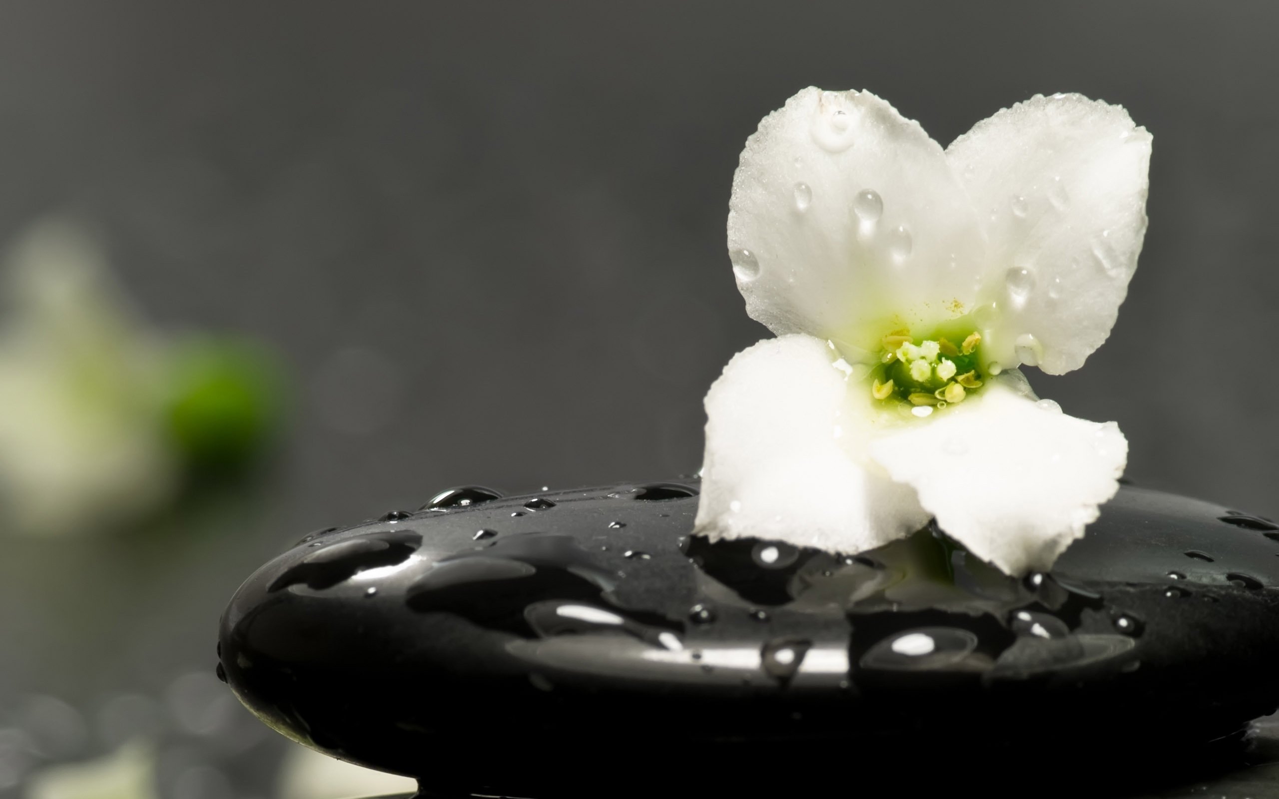 Wallpaper, flower, stone, therapy, aroma 2560x1600