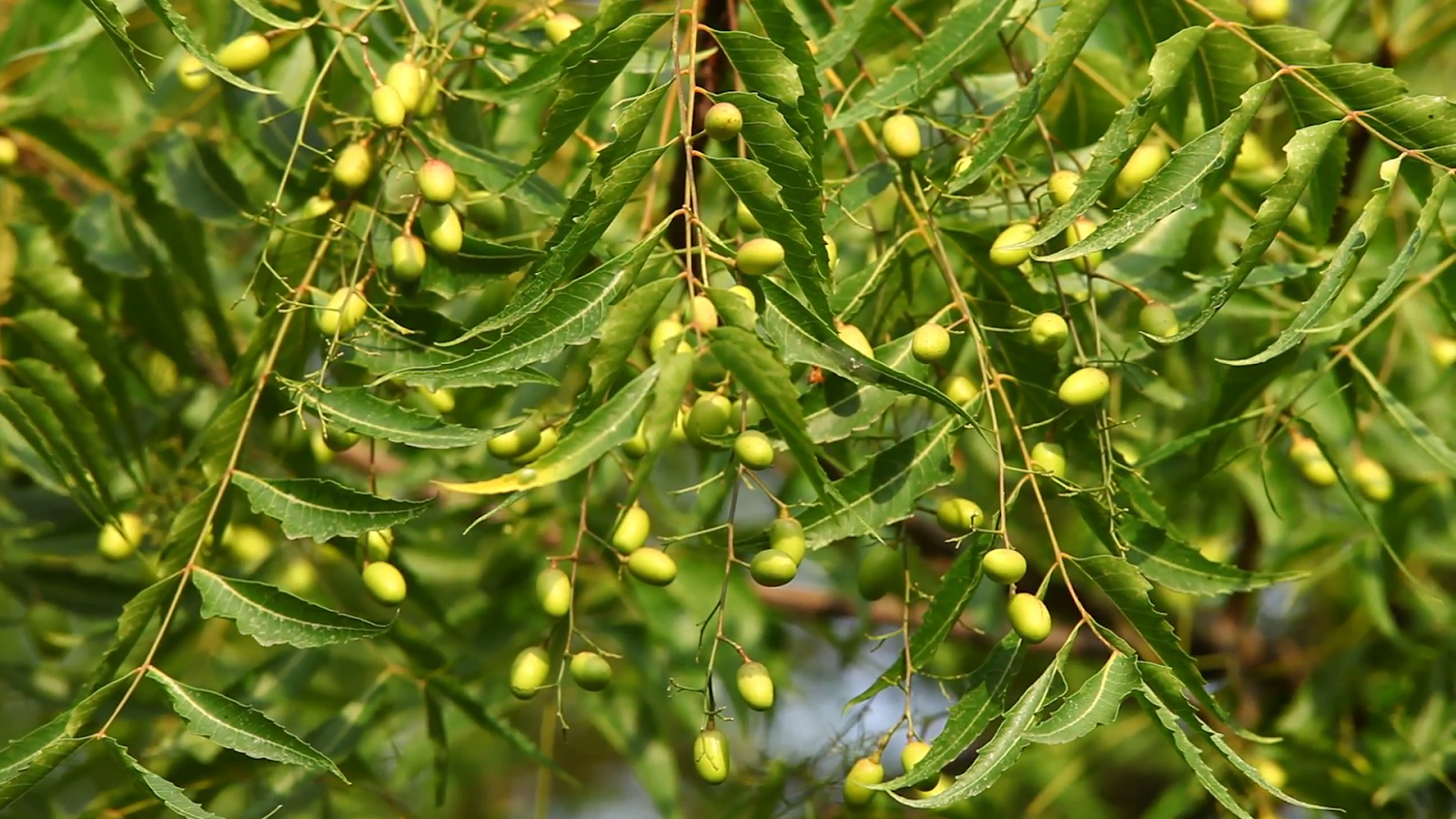 Tourism Observer: Miracle Medicinal Neem Tree