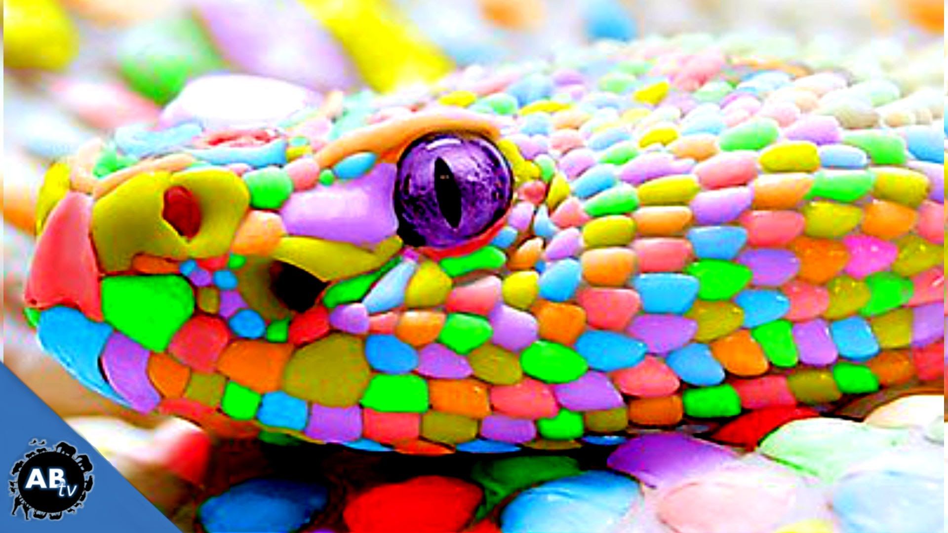 Colorful Giant Snakes! SnakeBytesTV Ep. 413, AnimalBytesTV. Cute reptiles, Rainbow snake, Colorful snakes