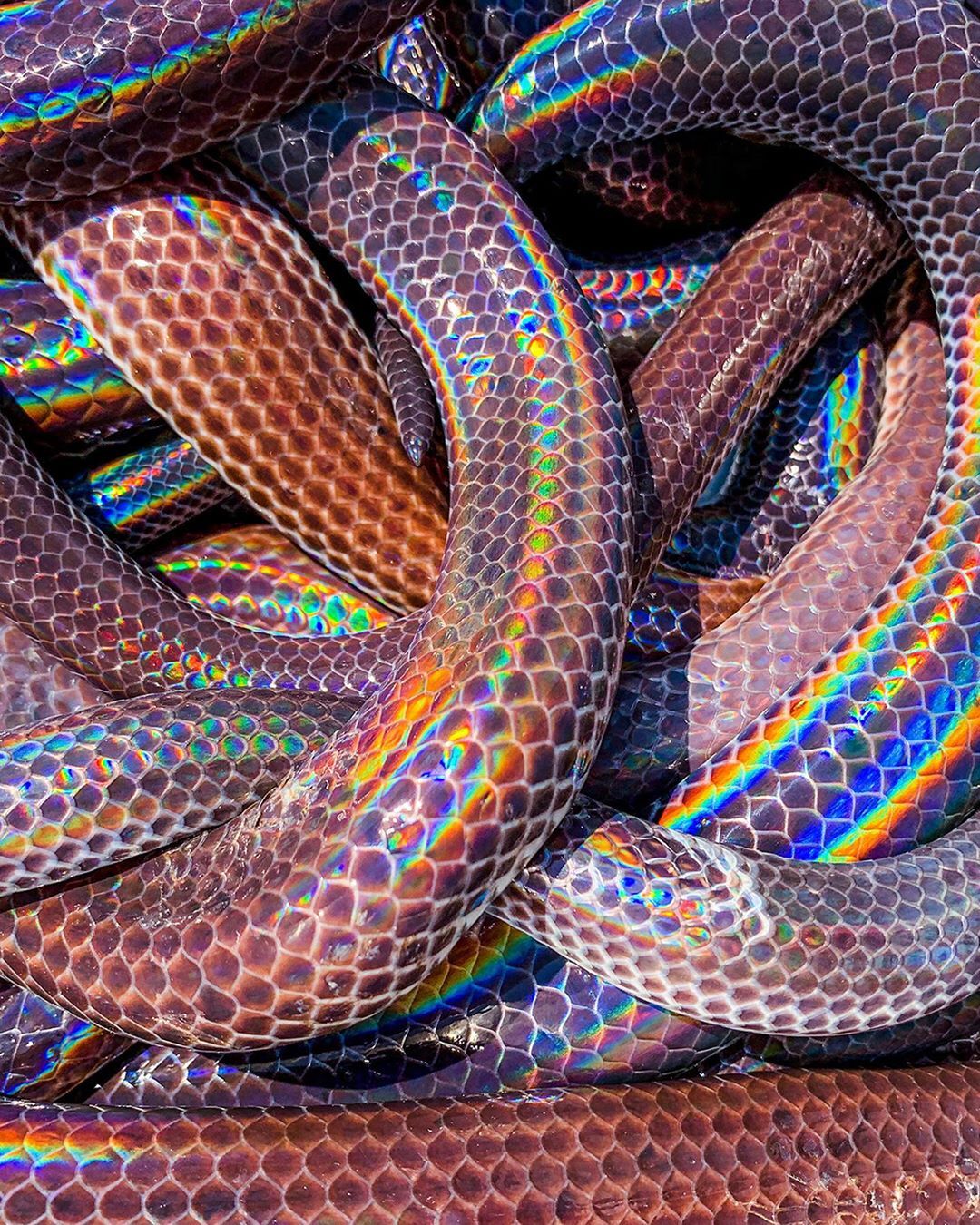apple on Instagram: ““If life is possible, you'll probably find snakes there.” #snake #ShotoniPhone by Mike S. Snake wallpaper, Snake, Rainbow snake