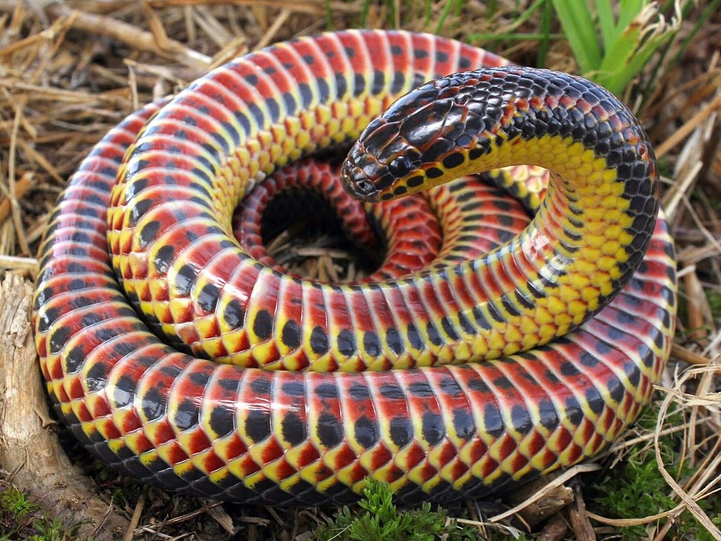 Farancia erytrogramma (rainbow snake)