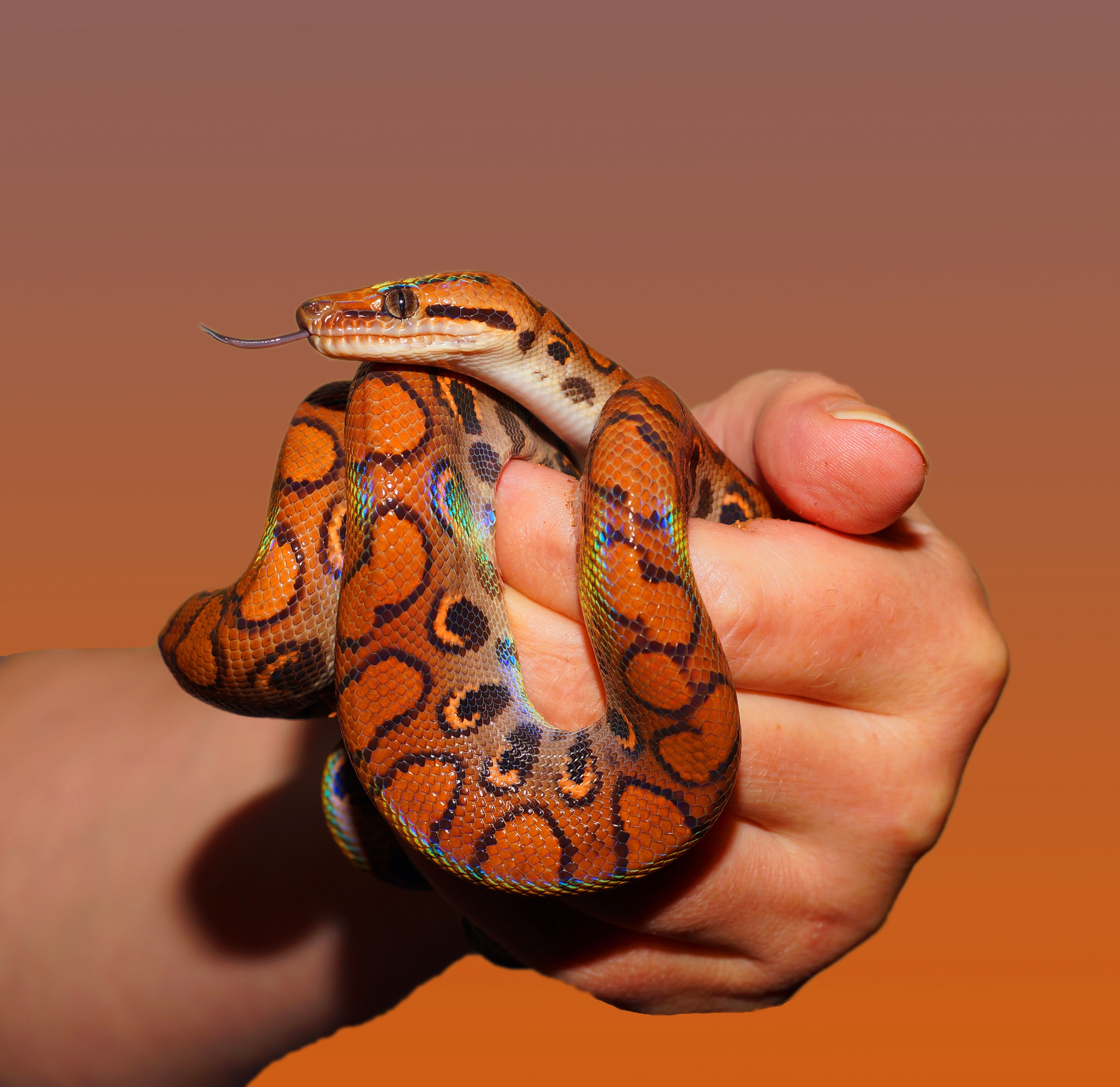 Person Holding Red and Black Snake · Free
