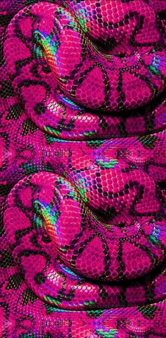 Pink RainBow Snake wallpaper