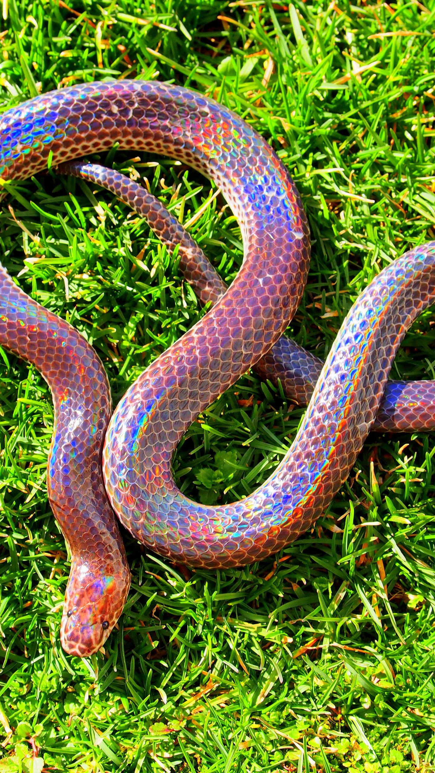 Wallpaper Sunbeam snake, Myanmar, southern China, Philippines, green grass, holographic, amazing, skin, tourism, Animals