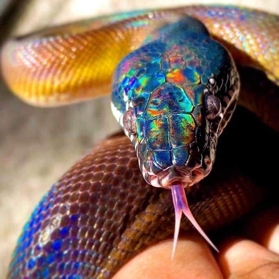 The Serpent & the Rainbow: White Lipped Python
