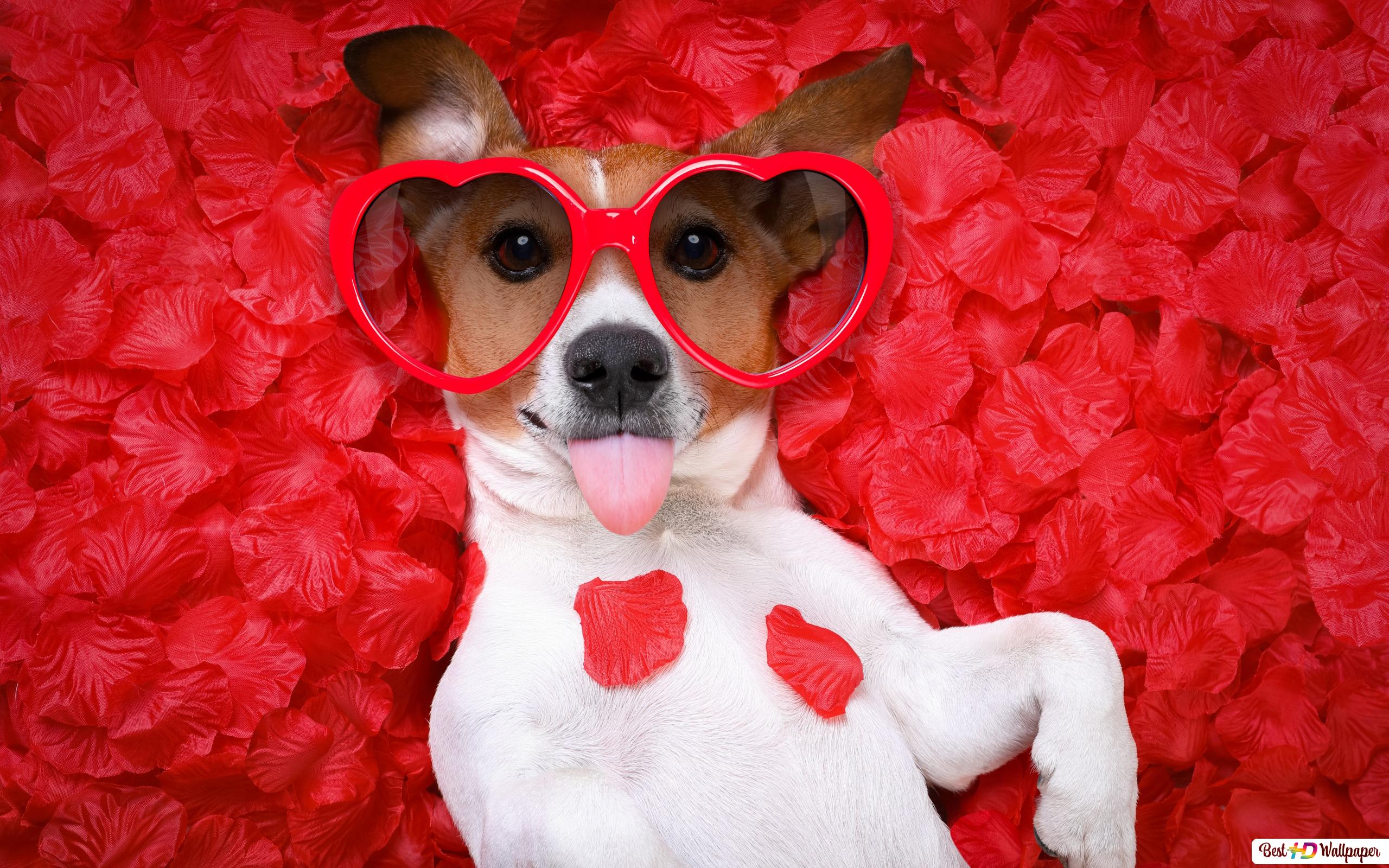 Valentine's day dog in heart glasses HD wallpaper download's Day wallpaper