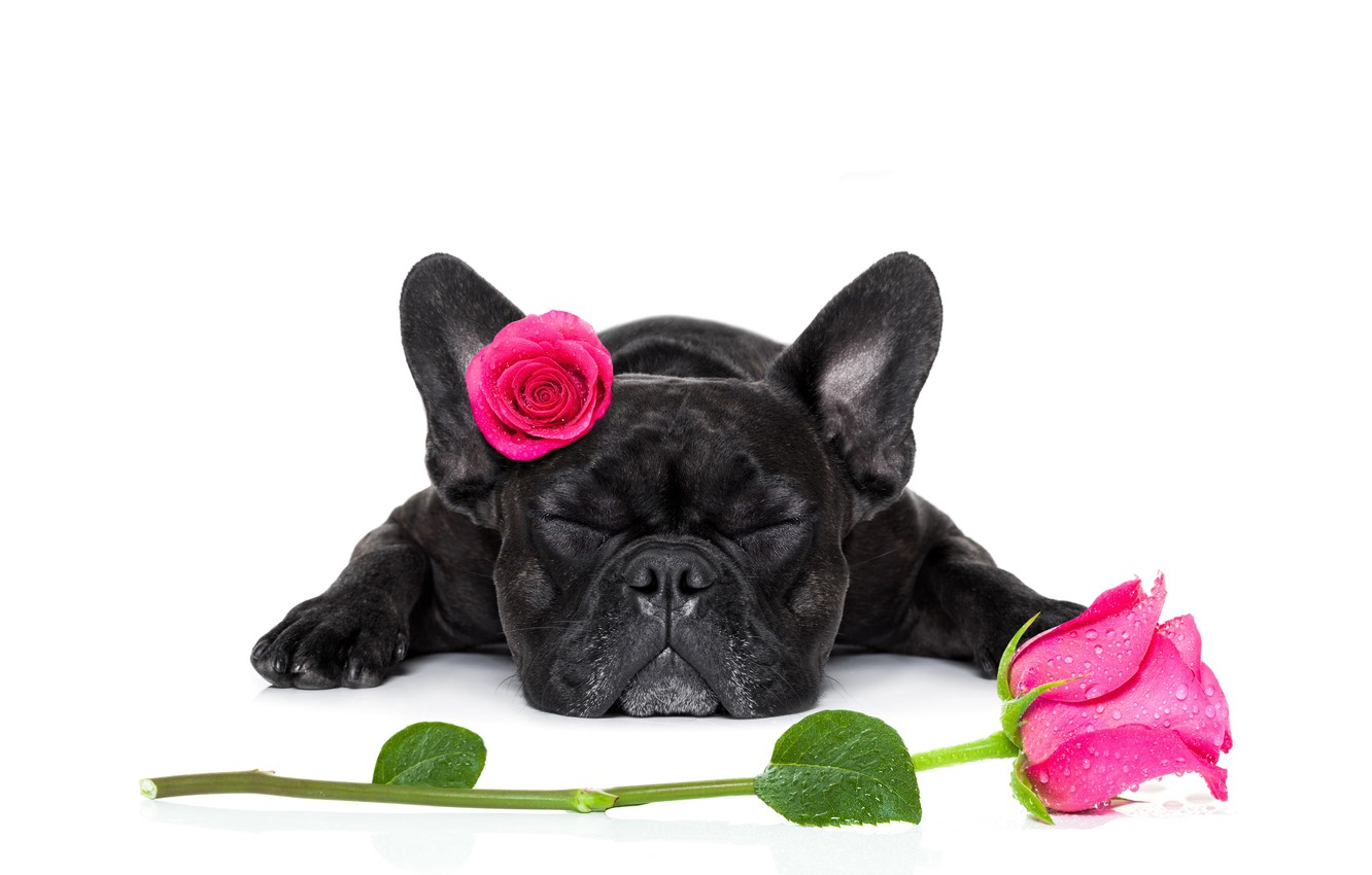 Wallpaper rose, bulldog, Dog, Valentines Day image for desktop, section собаки
