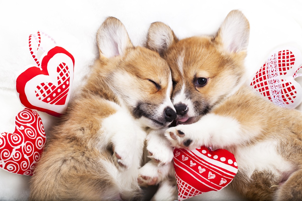 Cute Dog Valentines Wallpapers Wallpaper Cave